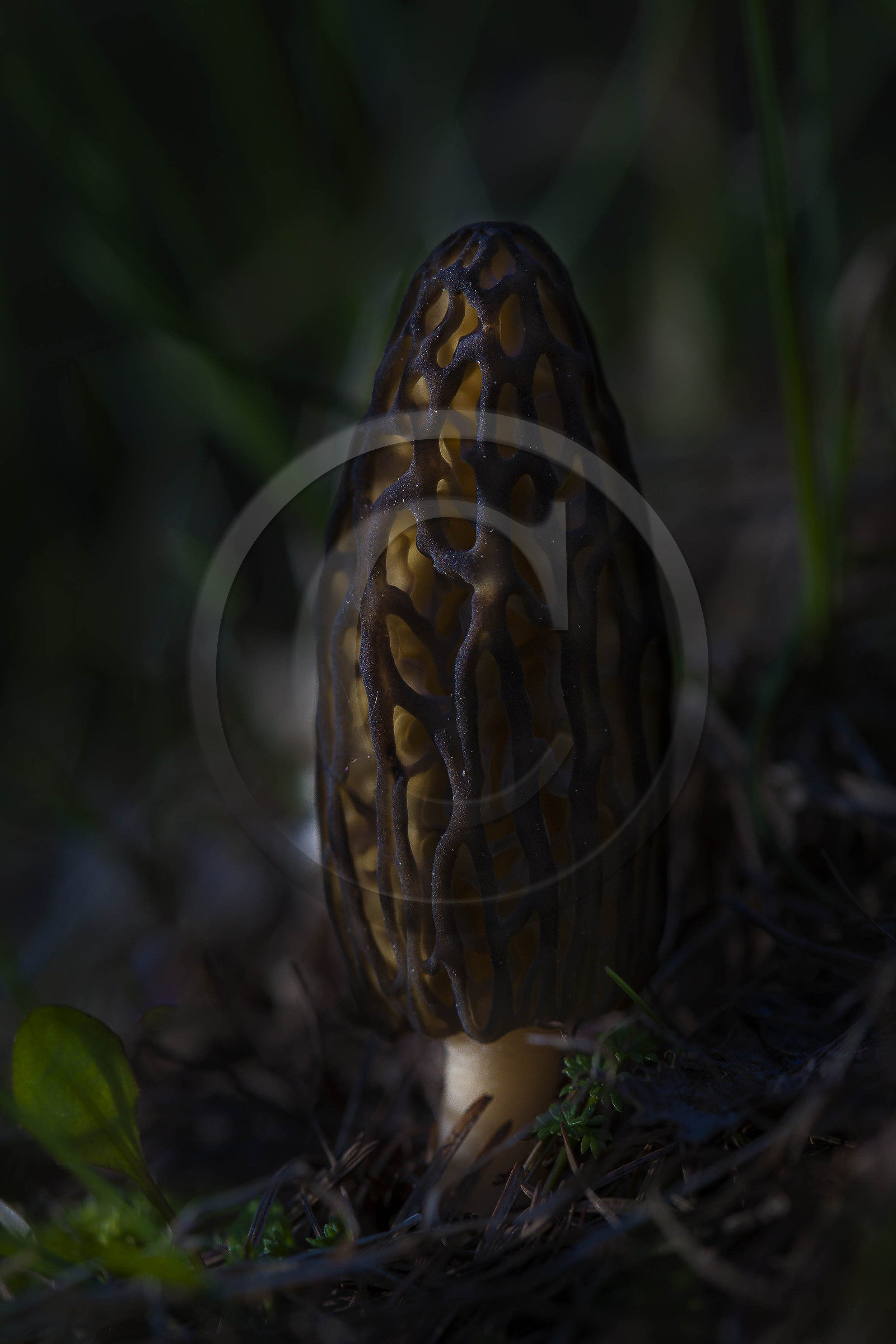 Morille, Morchella