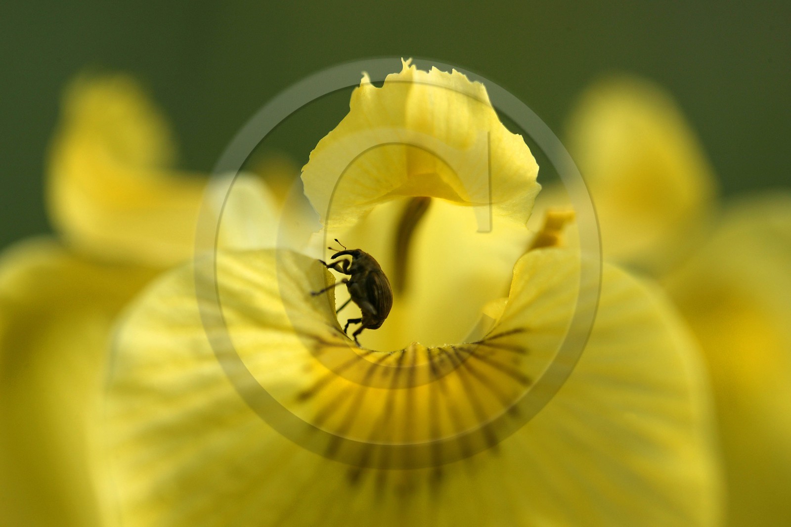 Iris des marais, iris faux acore ou iris jaune, Iris pseudacorus