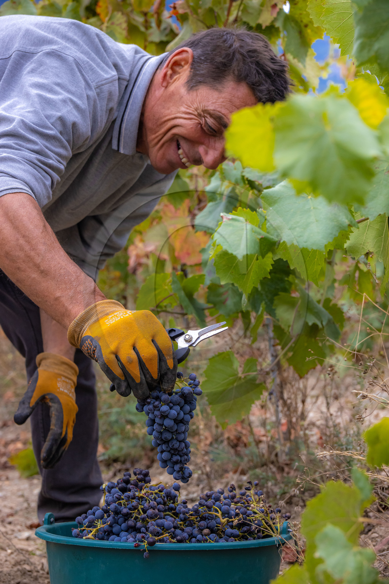 Domaine du Mont Guillaume