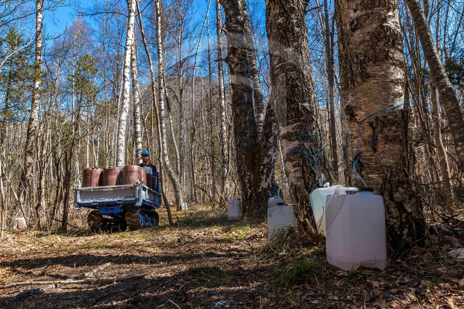 Récolte de sève de bouleau