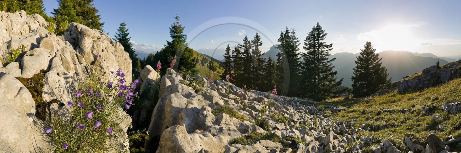 Espace naturel sensible de l'Isère, Col du Coq, Campanules dans Lapiaz
