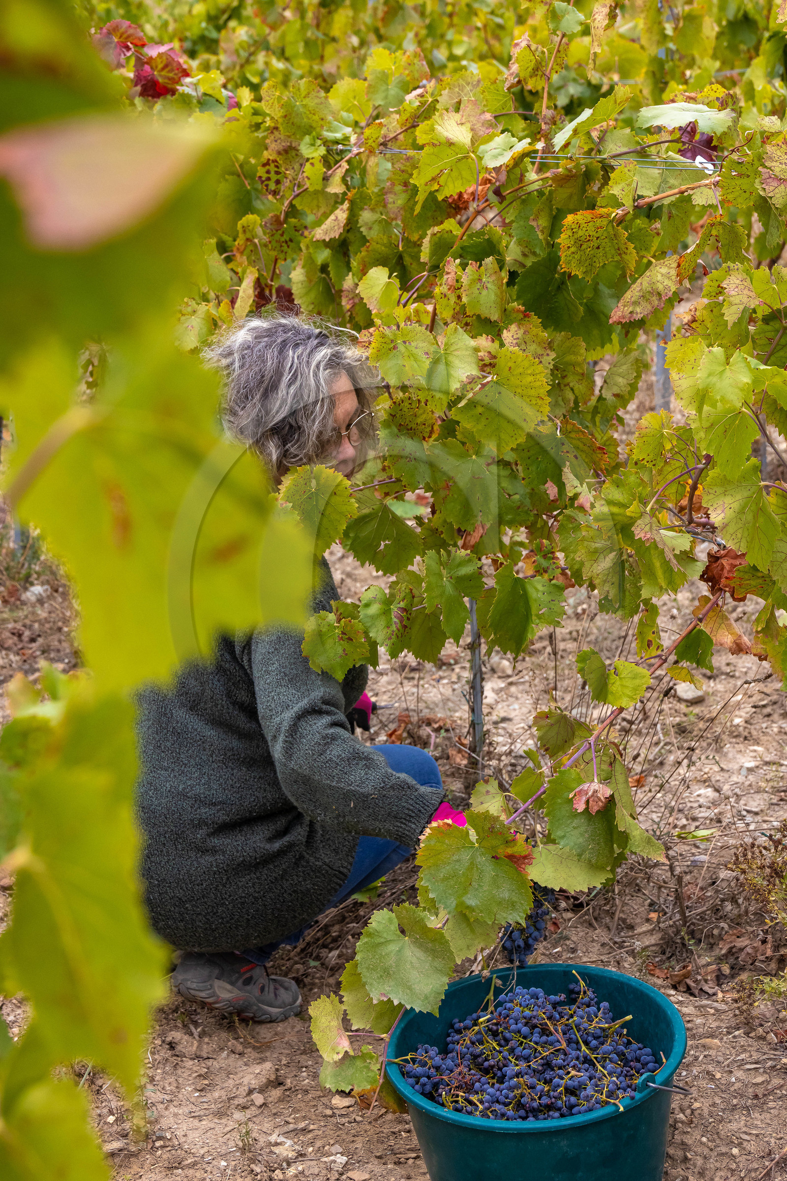 Domaine du Mont Guillaume