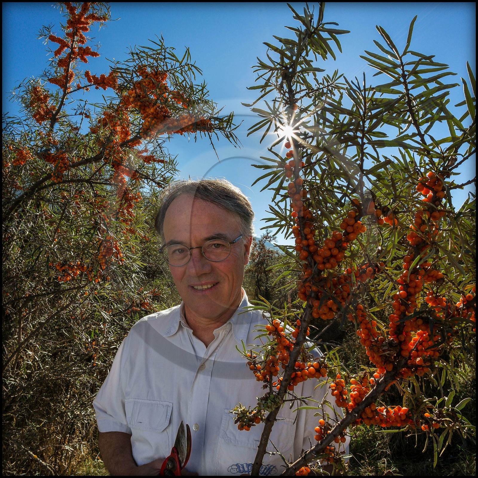 Altiflore, Jean-François Gonfard