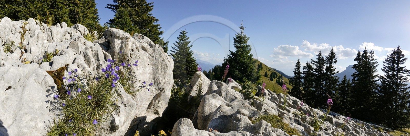 Espace naturel sensible de l'Isère, Col du Coq, Campanules dans Lapiaz