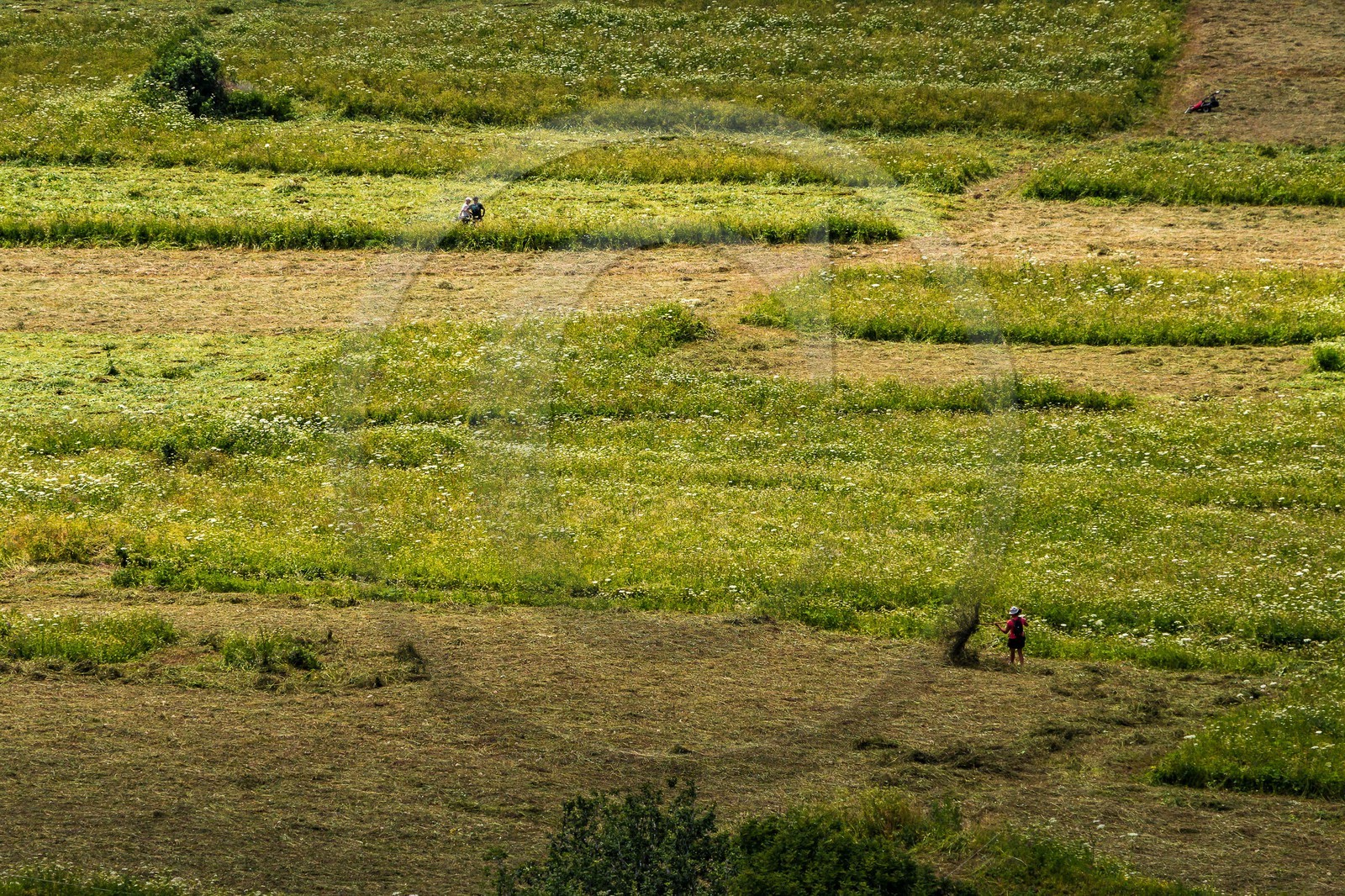 Fenaisons  à Bonneval-sur-Arc