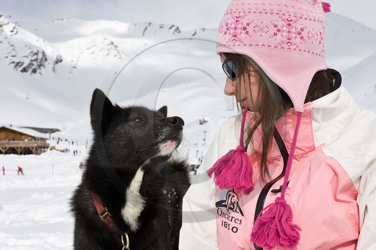 Chiens d'attelage