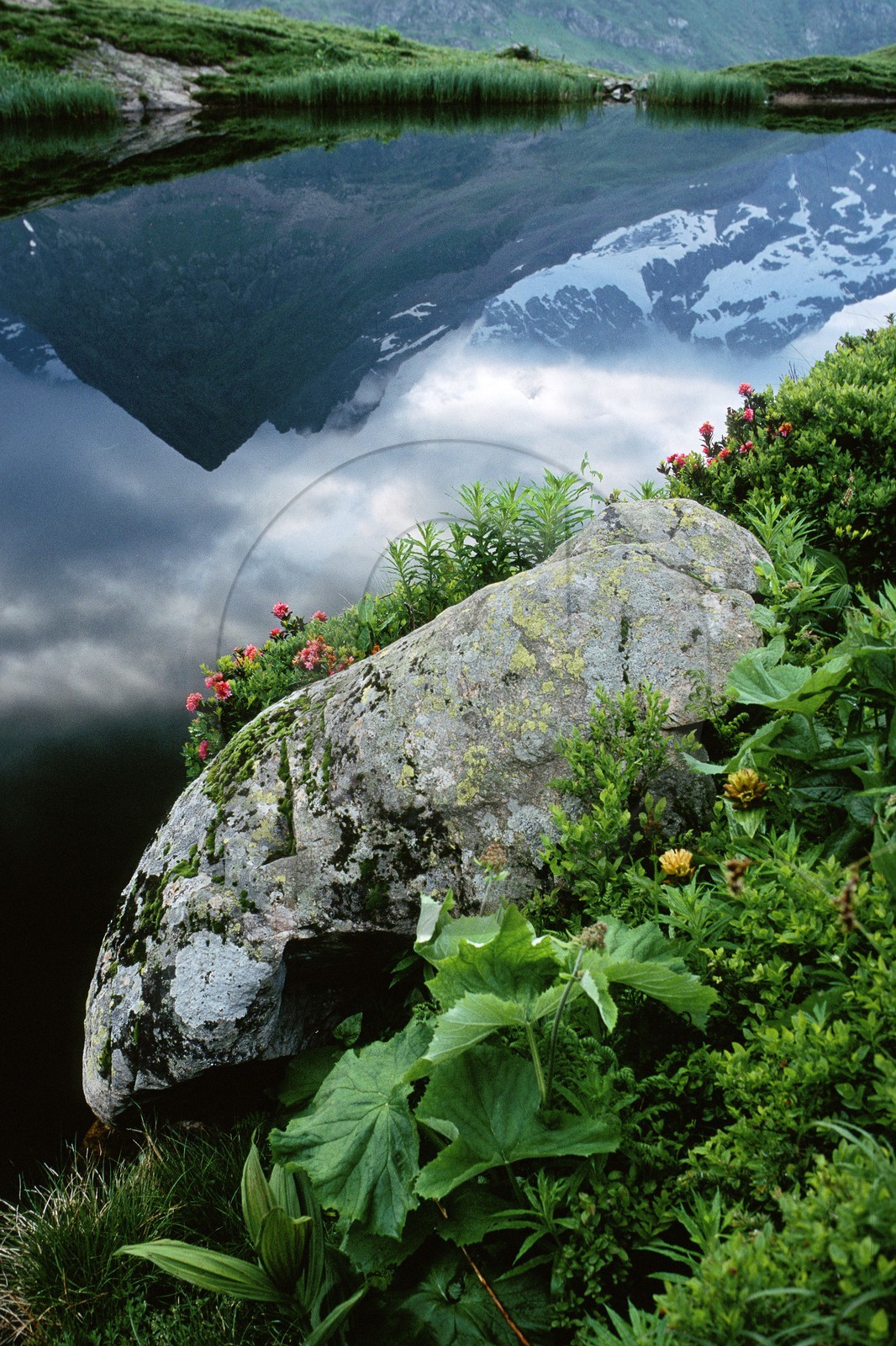 Lac du Lauzon et rhododendron frrugineux ( Rhododendron ferrugineum)