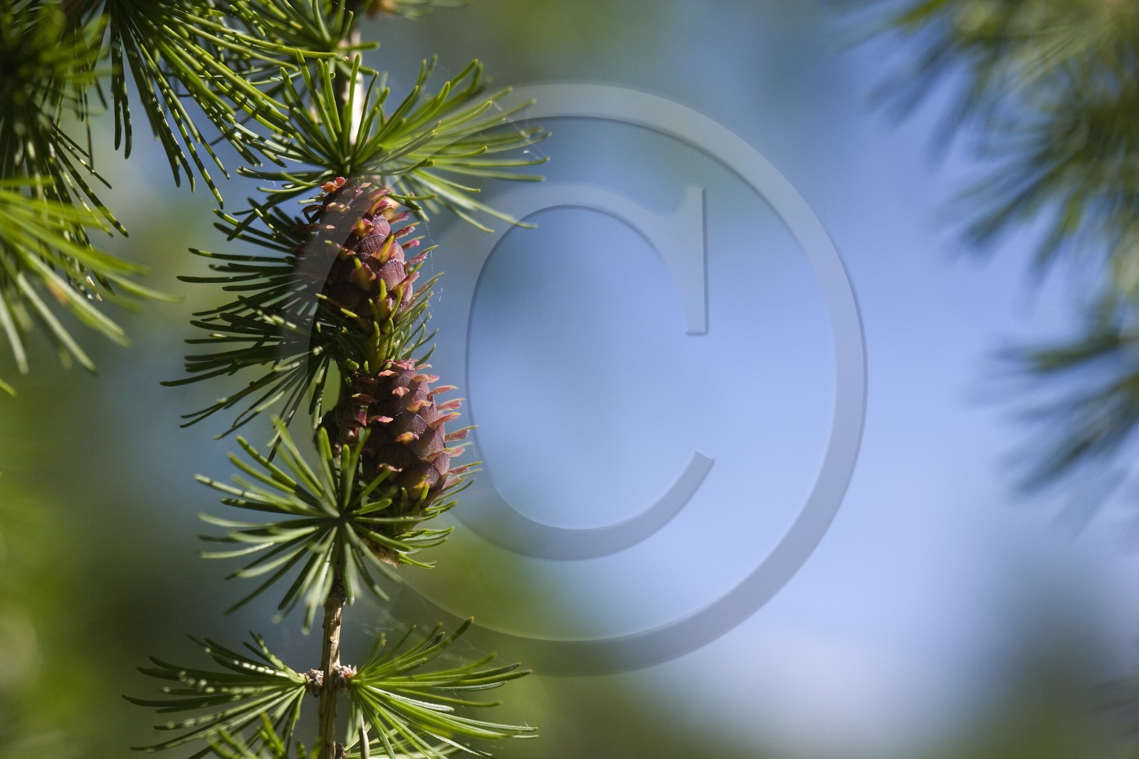 Cône femelle de mélèze (larix décidua)