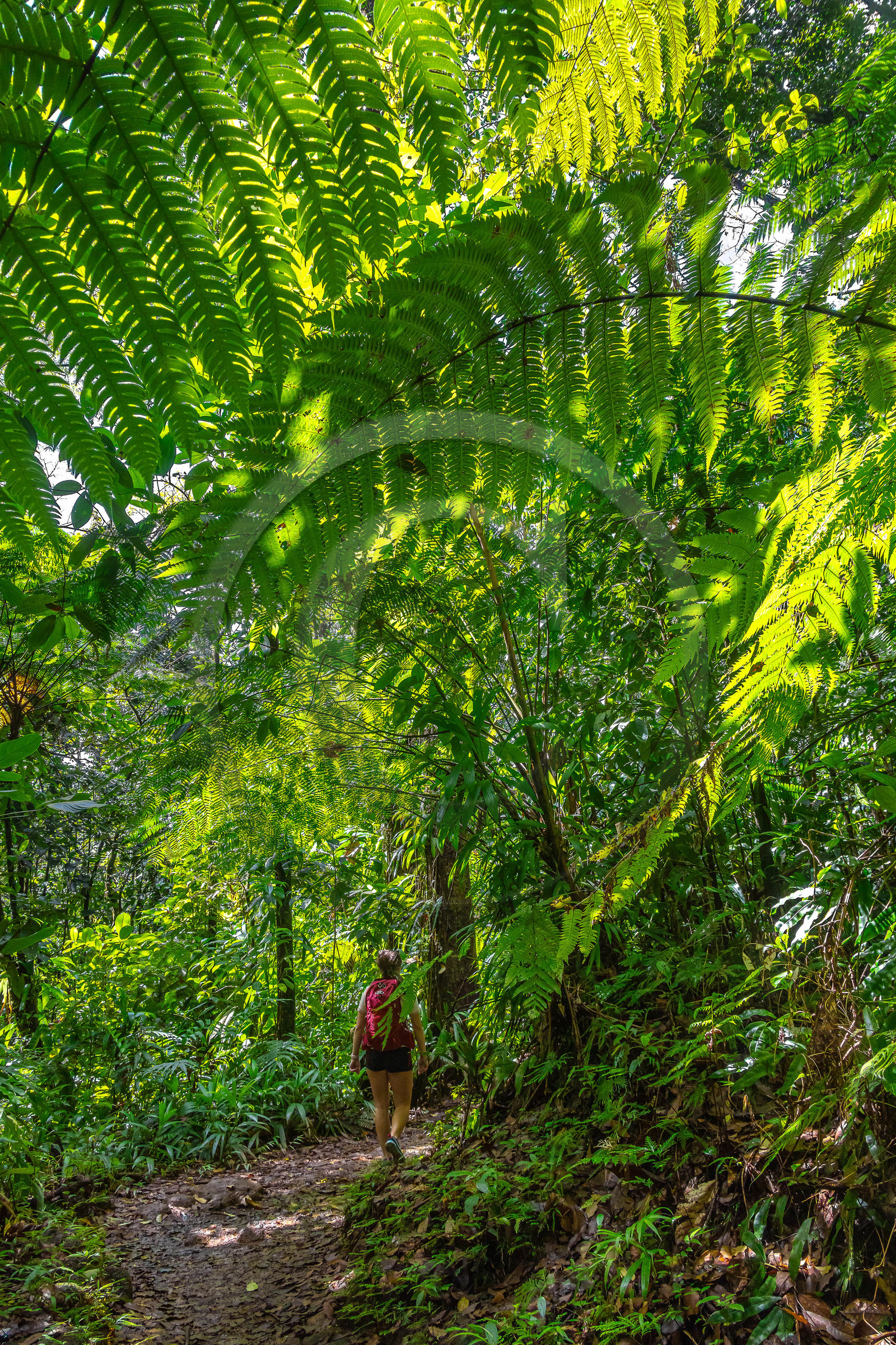 Forêt tropicale, Parc national de la Guadeloupe