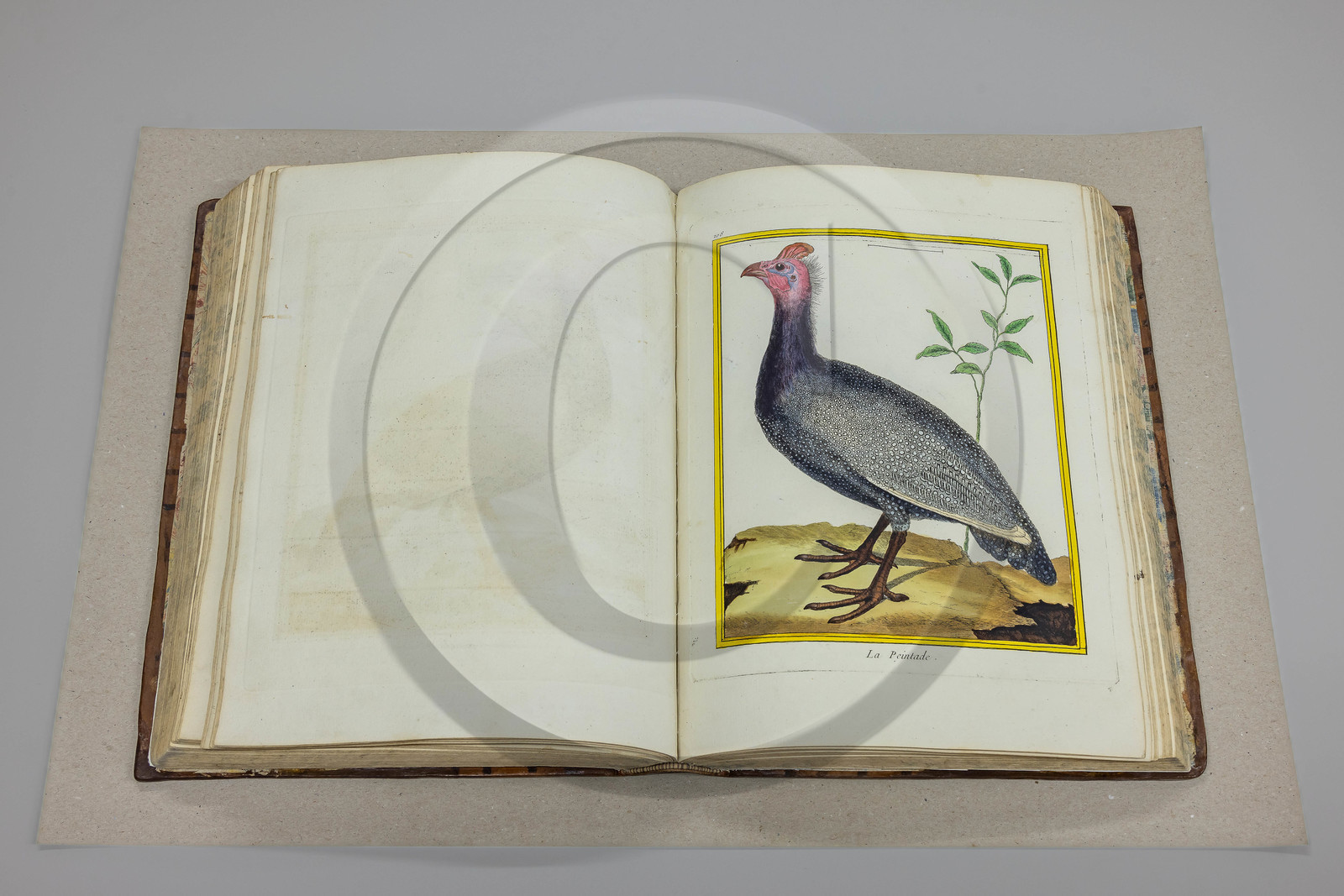 Musée Muséum départemental des Hautes-Alpes, Bibliothèque patrimoniale Olphe-Galliard