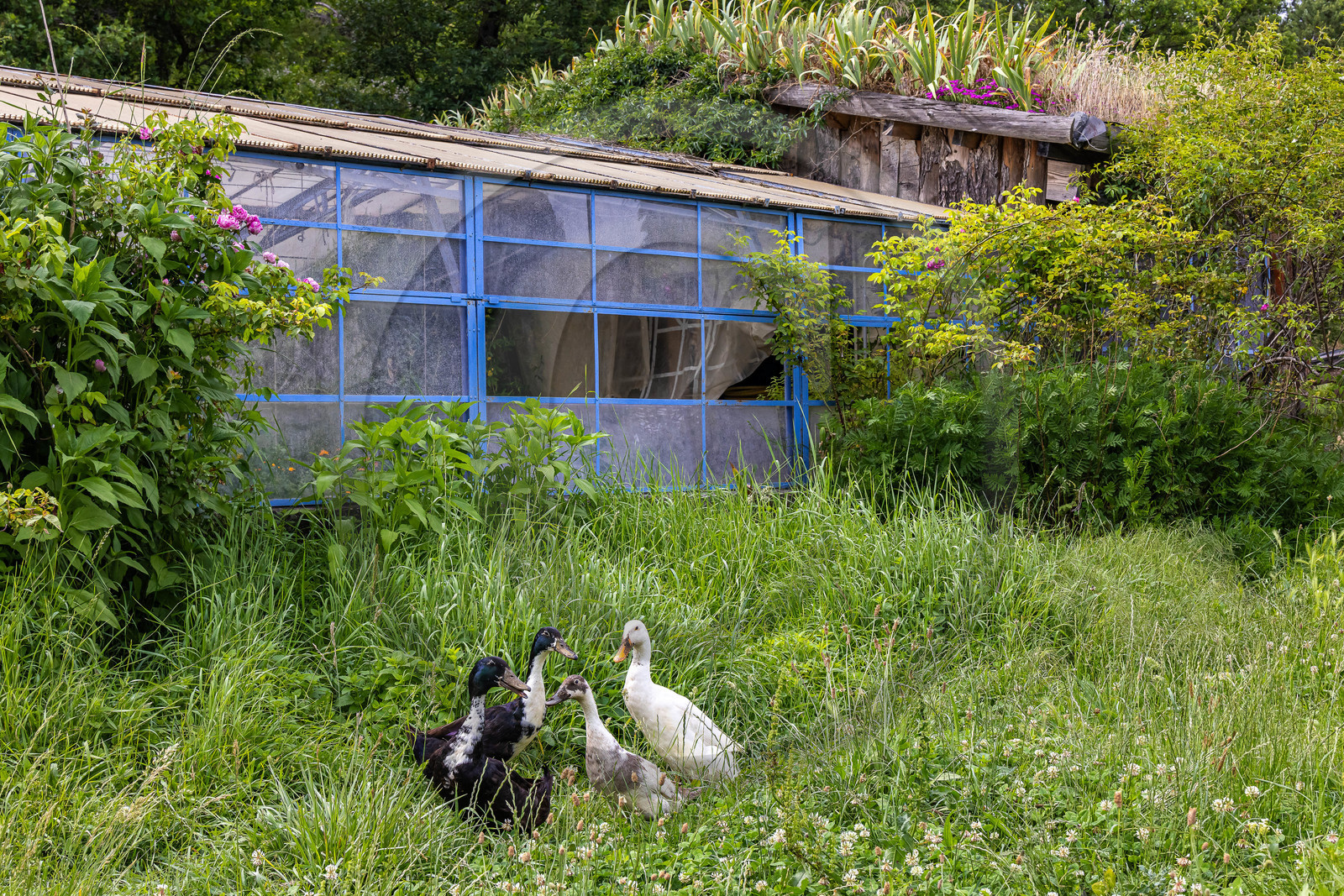 Nibles, Camping à la ferme Agri-Yourte