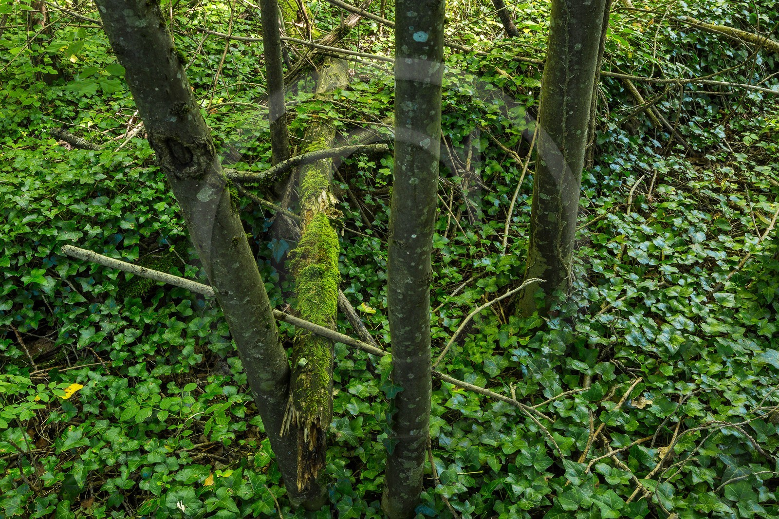 ENS de l'Isère, espace alluvial de la Rolande, forêt alluviale