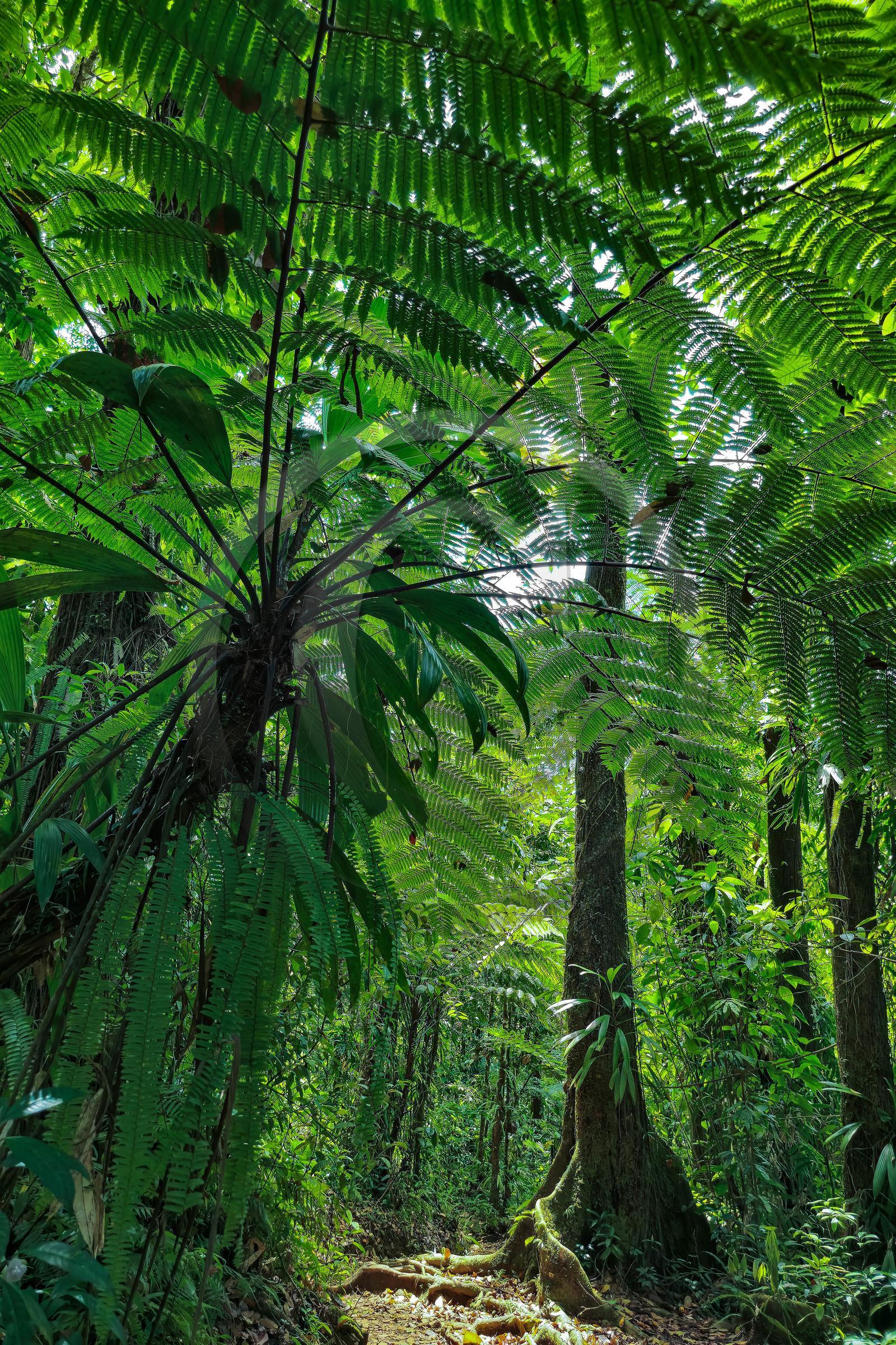 Forêt tropicale, Parc national de la Guadeloupe