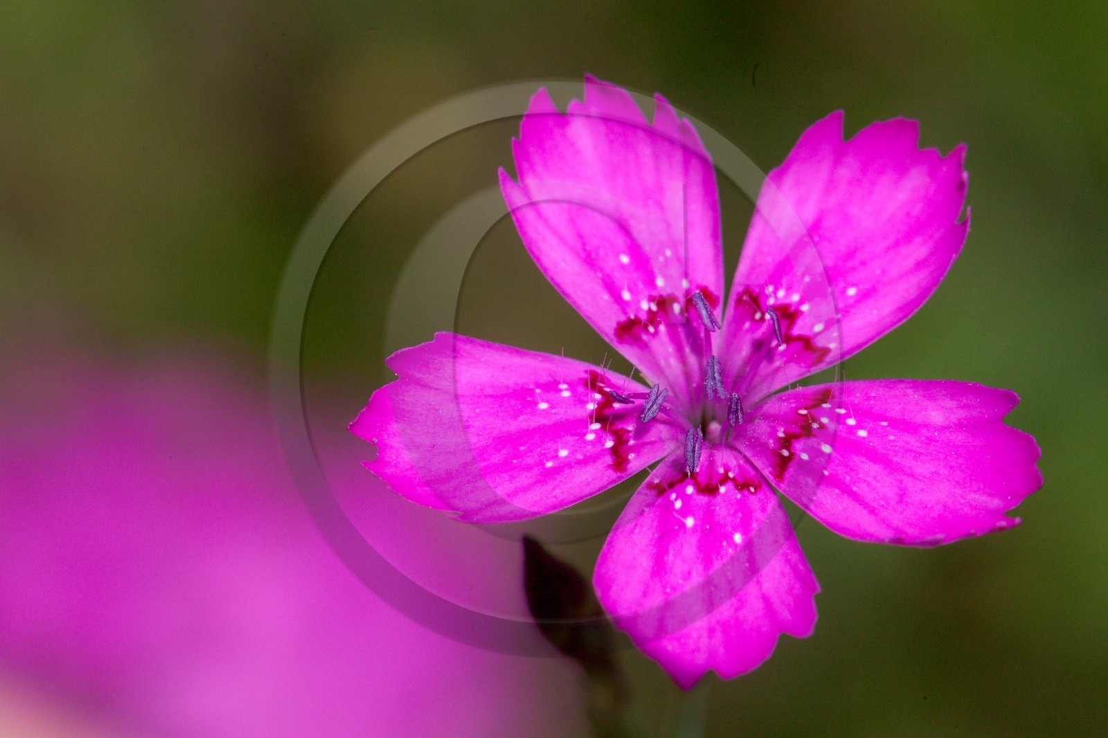 Oeillet deltoide, Dianthus deltoides