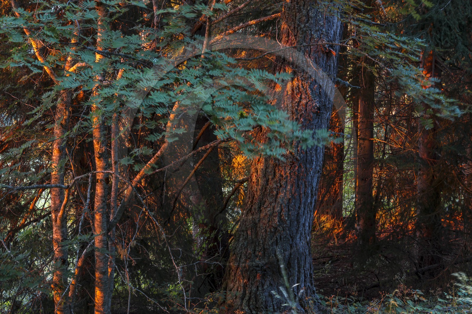 Les Monges, forêt domaniale des Monges