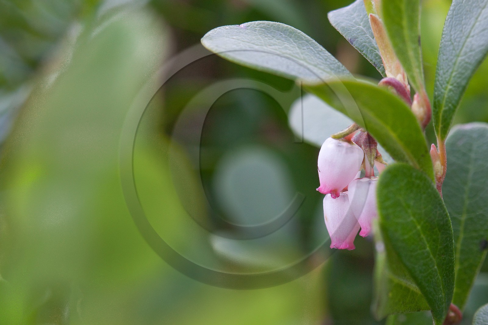 Raisin d’ours, Busserolle, Arctostaphylos uva-ursi