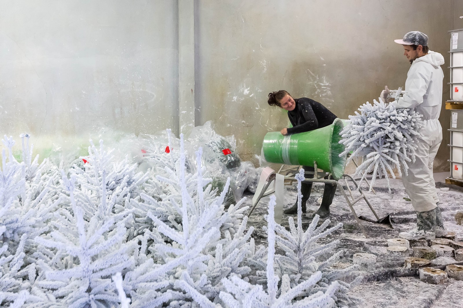 Pépinière Robin, producteur de sapin de Noël