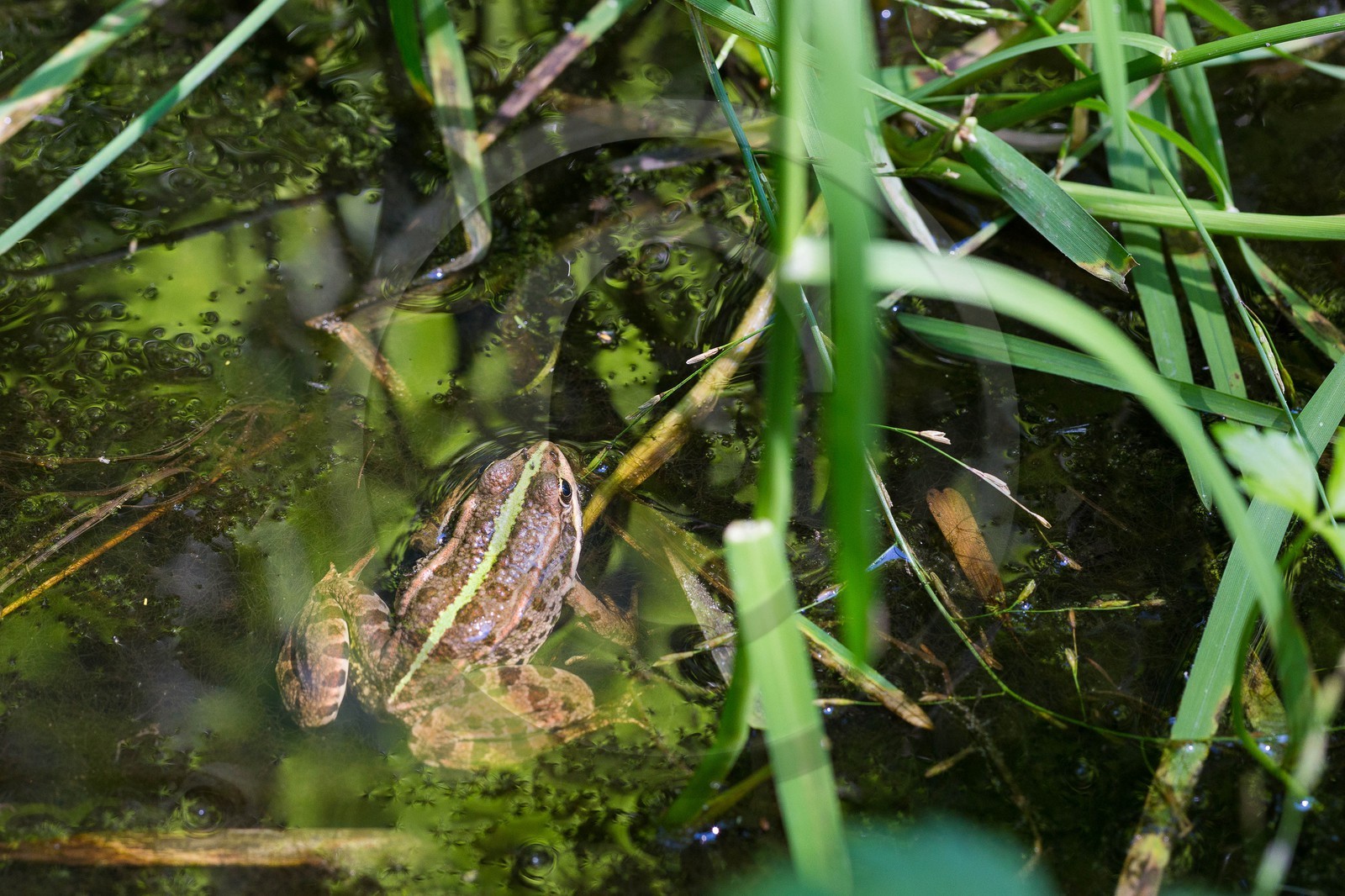 ENS de l'Isère, Vieille morte de Bourg d'Oisans