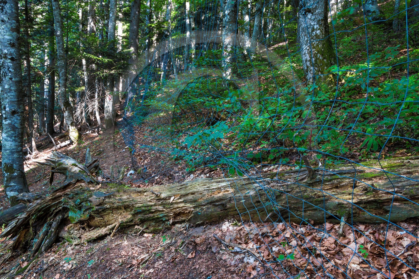 Bois du Chapitre, forêt domaniale de Gap-Chaudun