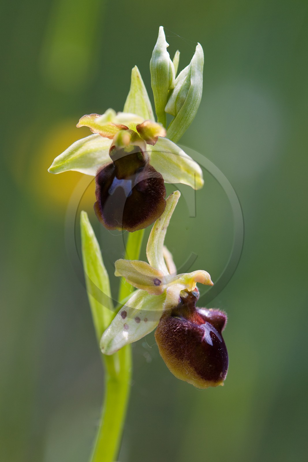 Ophrys araignée, Ophrys sphegodes
