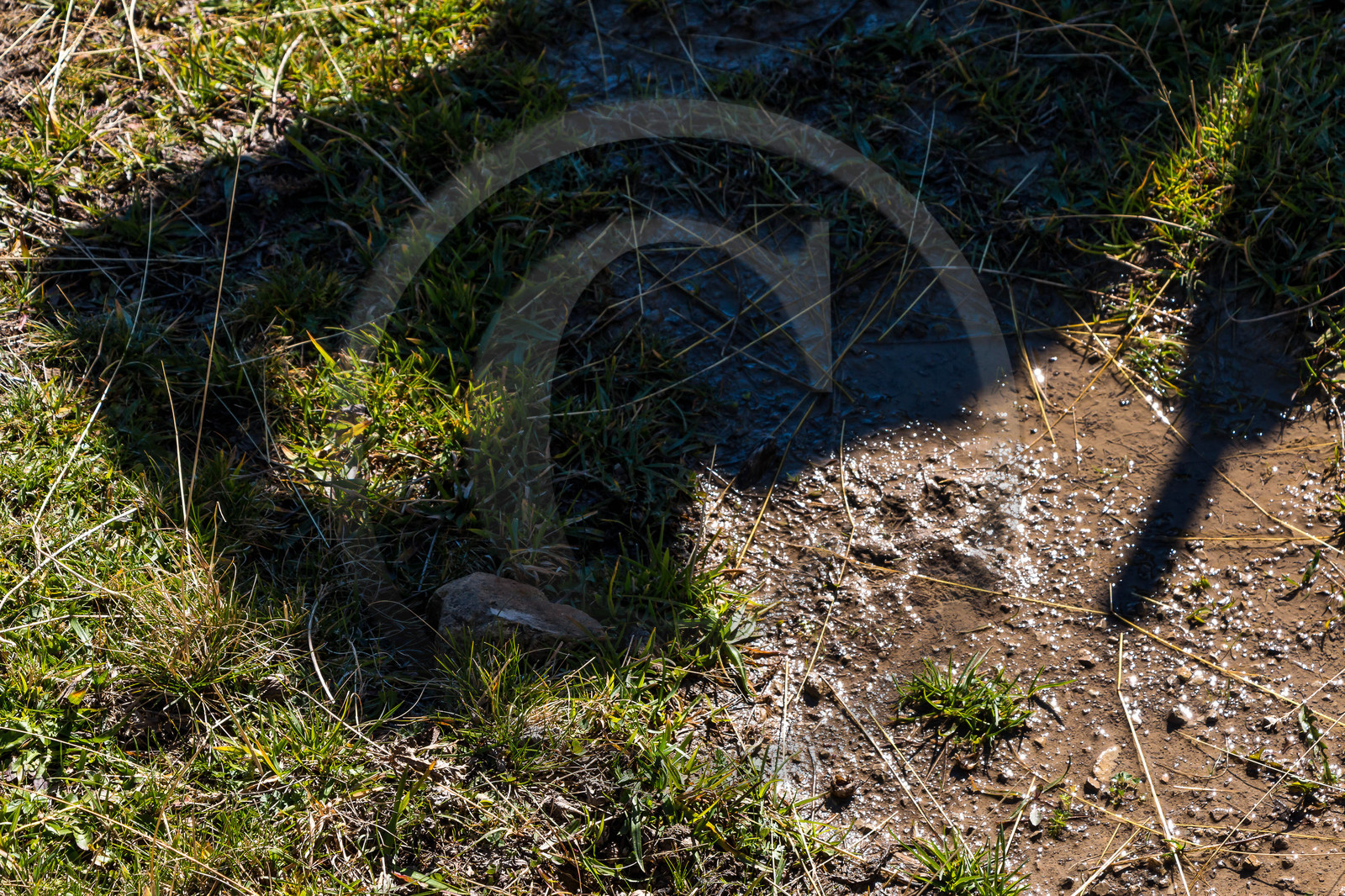 La vallée des loups, trace, empreinte de loup