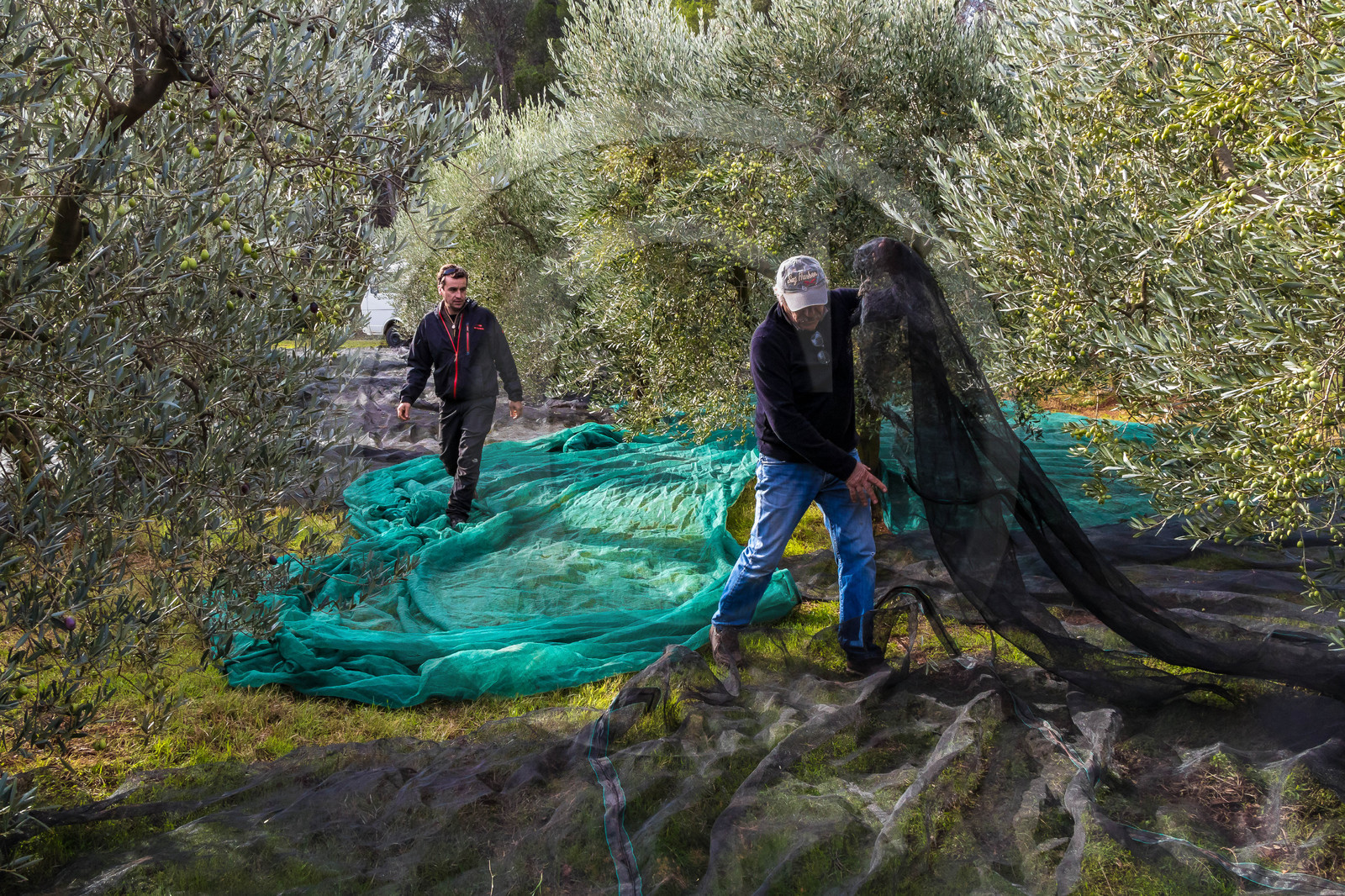 Le verger des Baux, Olivier Roman