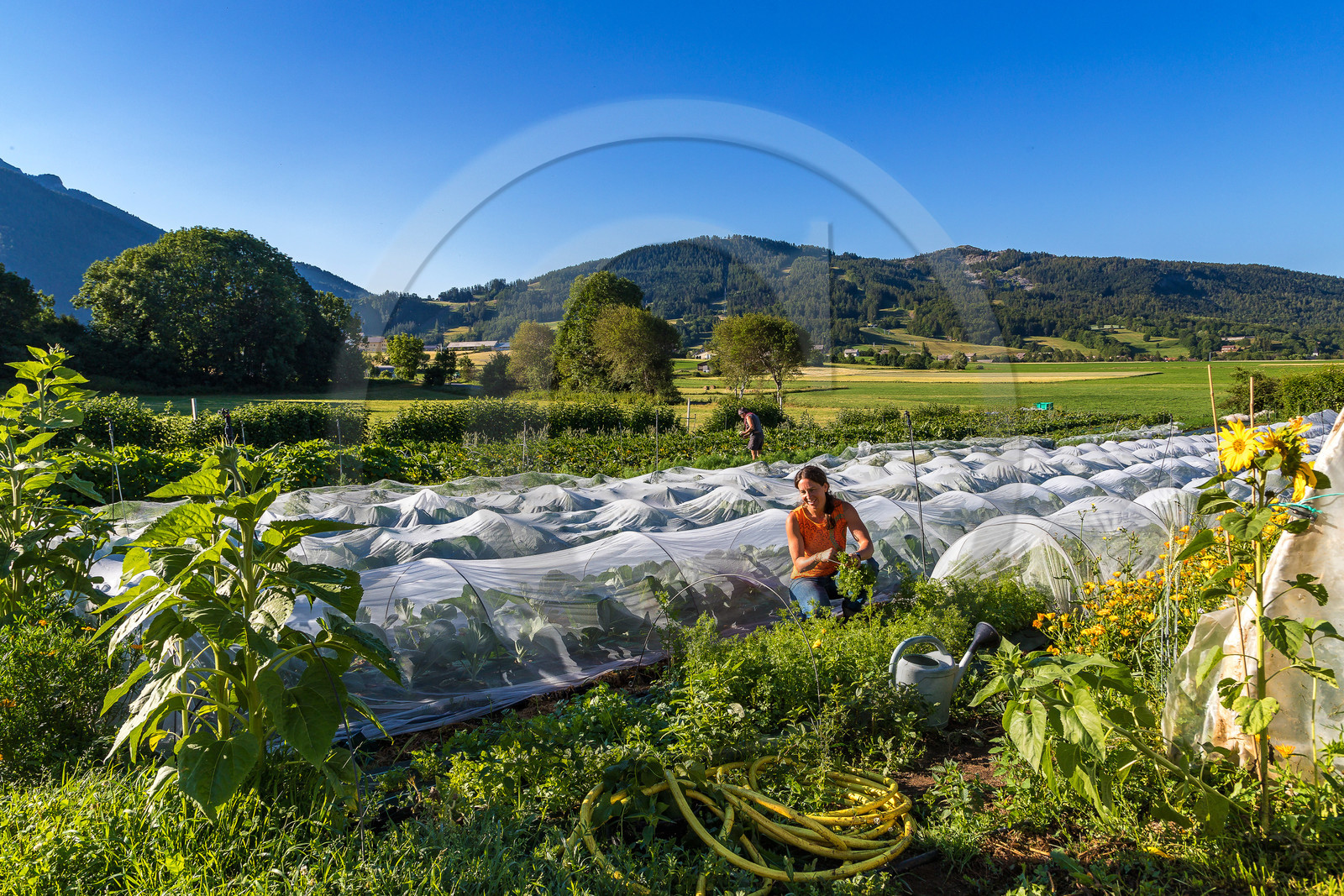 LéguMontagne Sylvie Jaussaud , Maraîchères bio