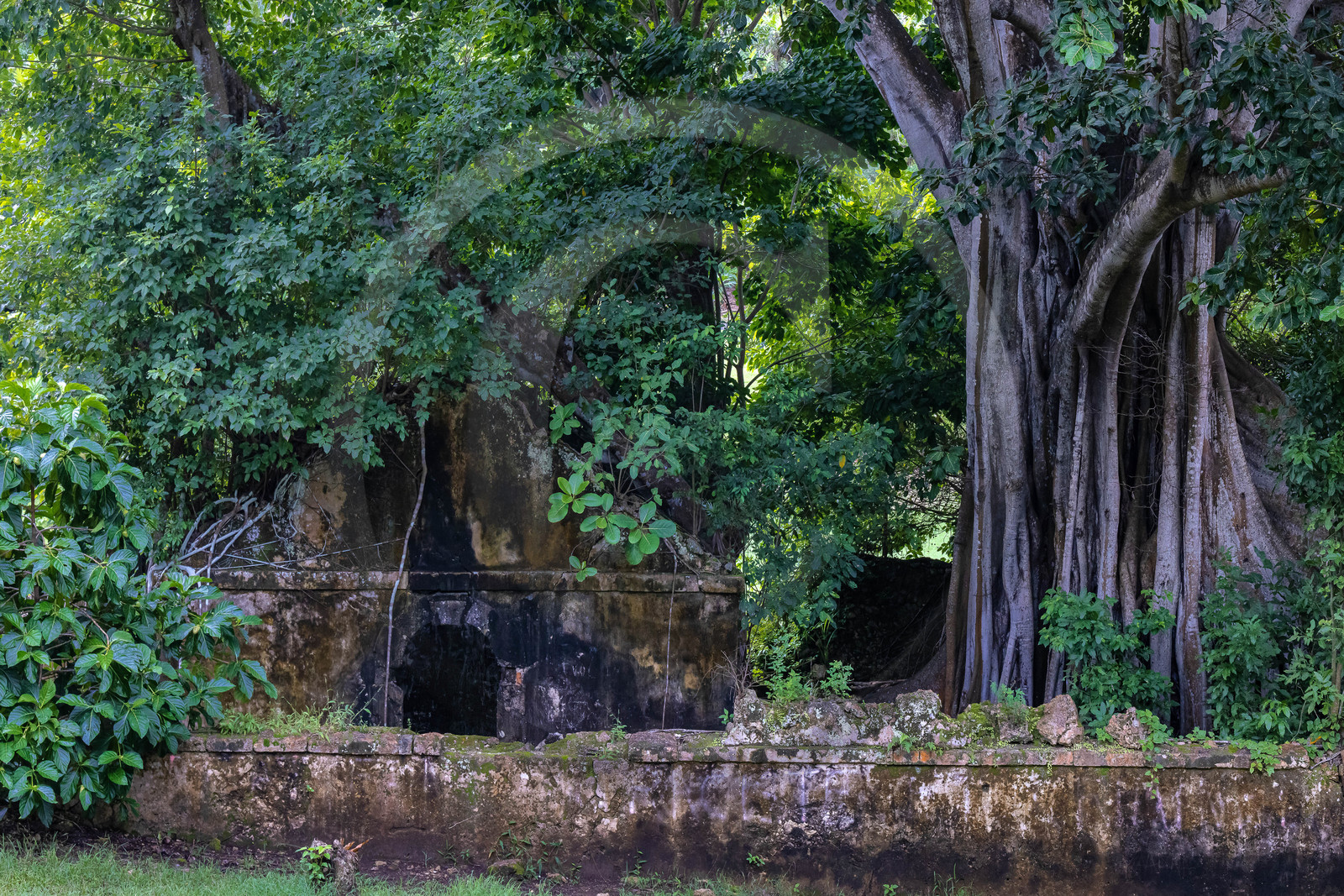 Guadeloupe, ancienne prison et le Figuier Maudit