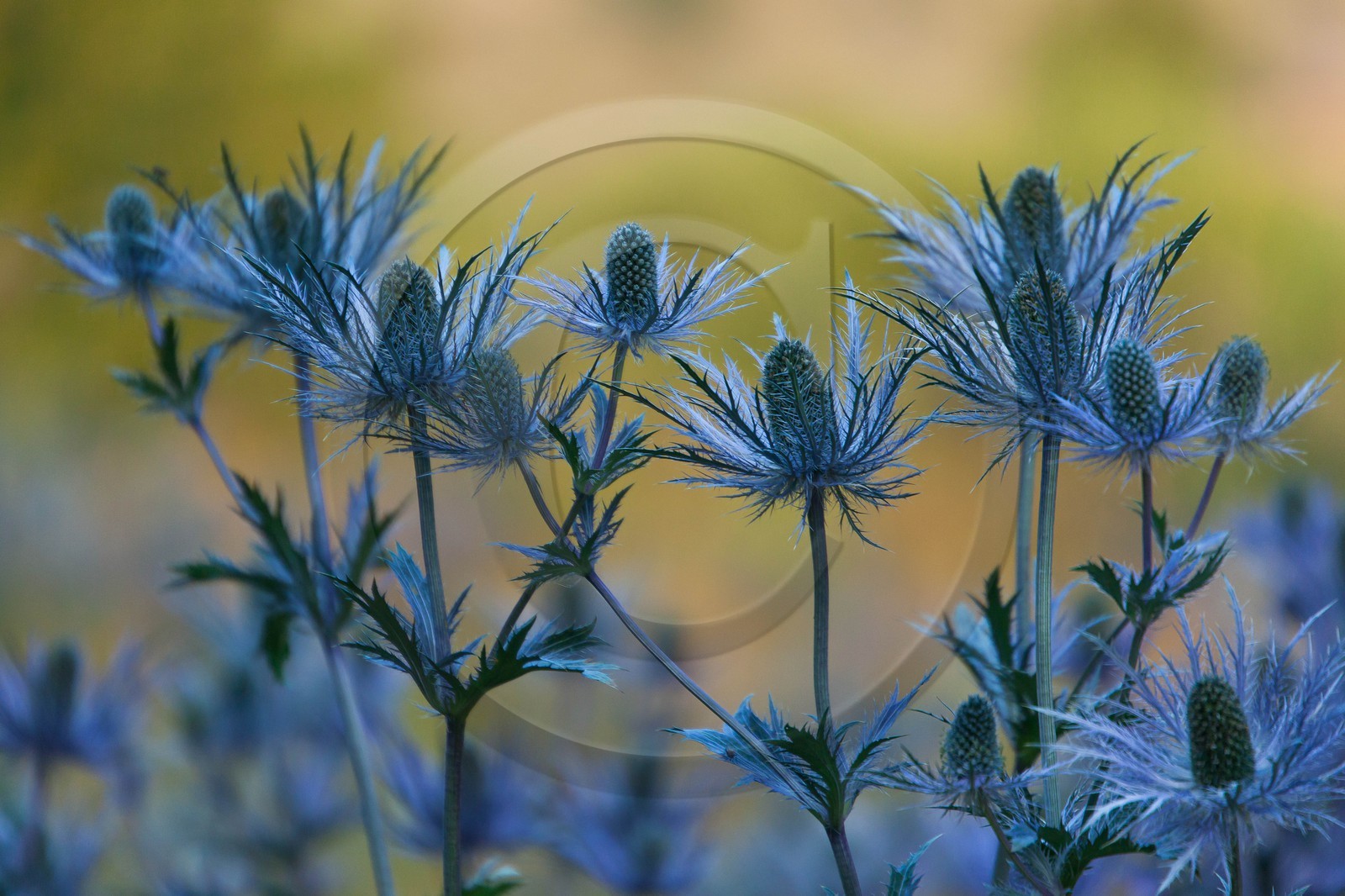 Chardon Bleu, Panicaut des Alpes, Eryngium alpinum