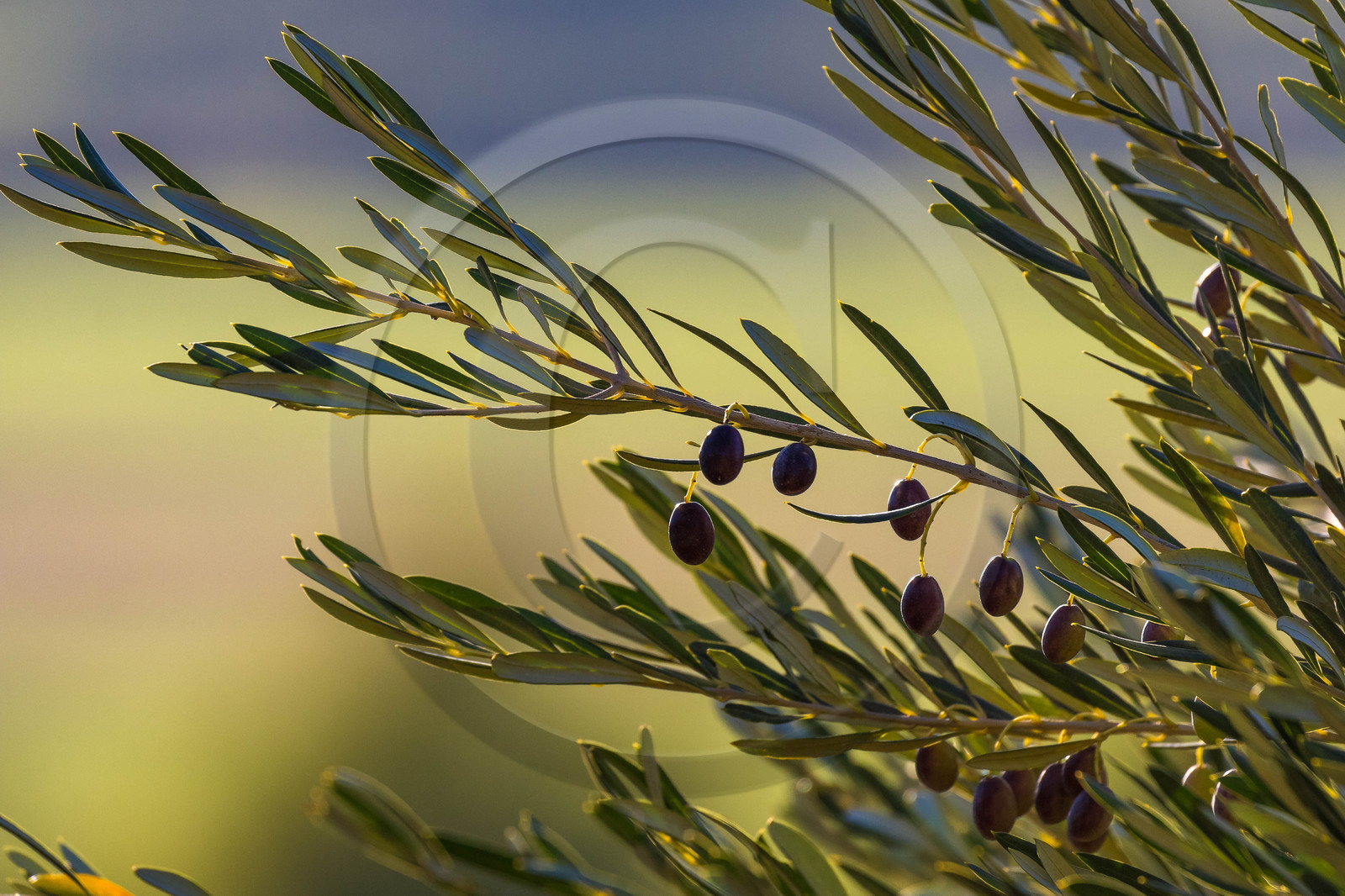 Oliveraie de la vallée des Baux de Provence