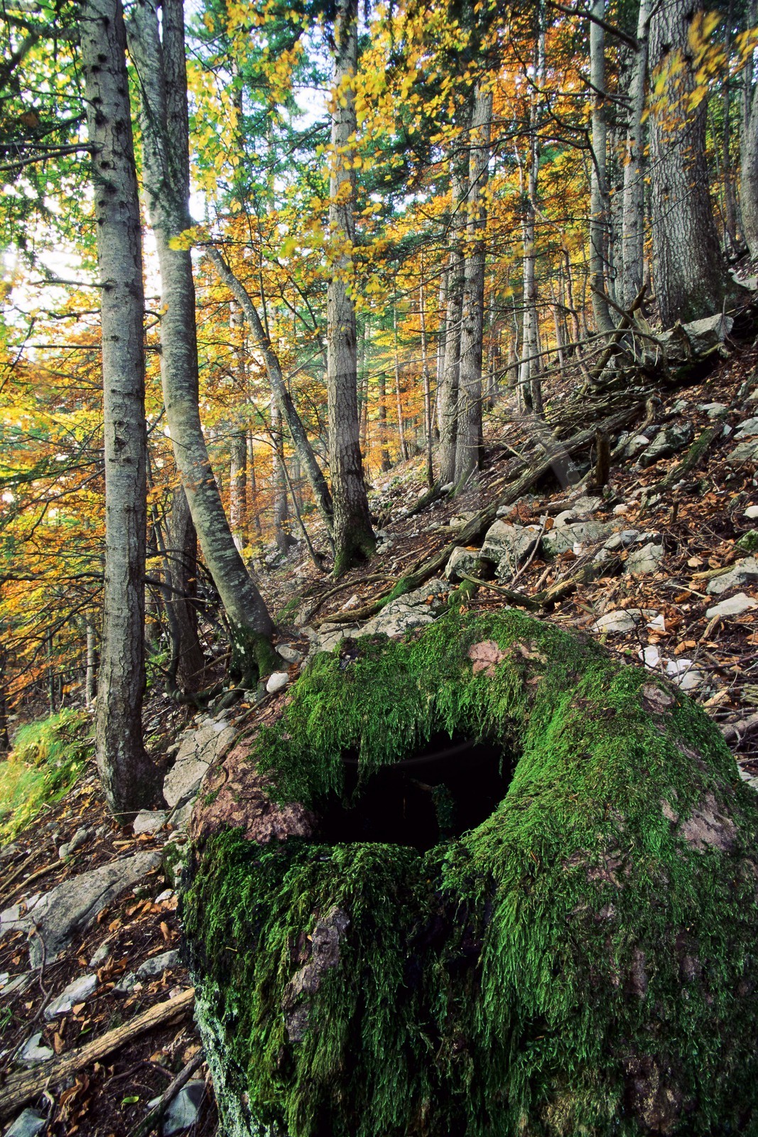 Bois du Chapitre