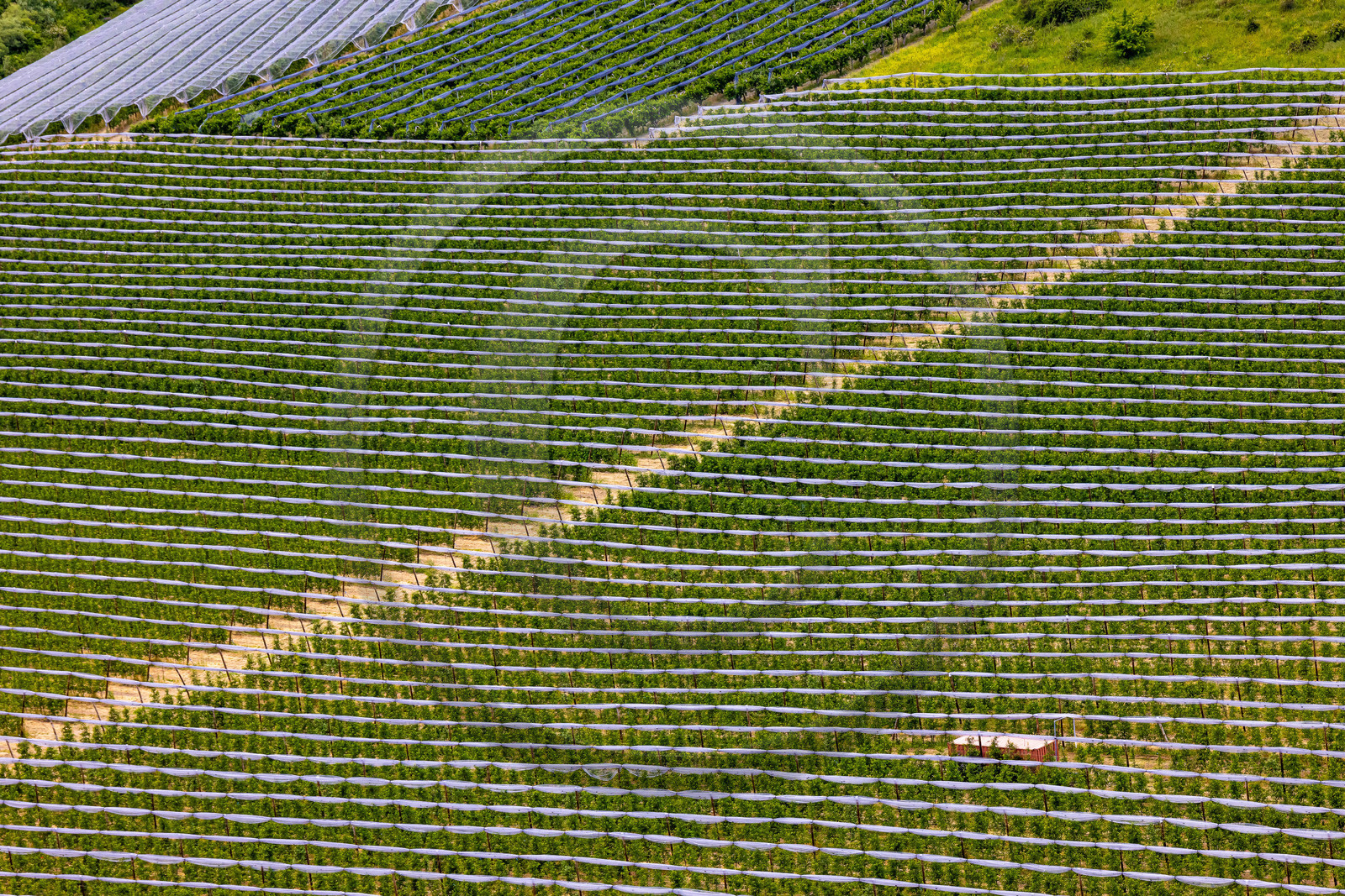 Faucon-du-Caire, arboriculture