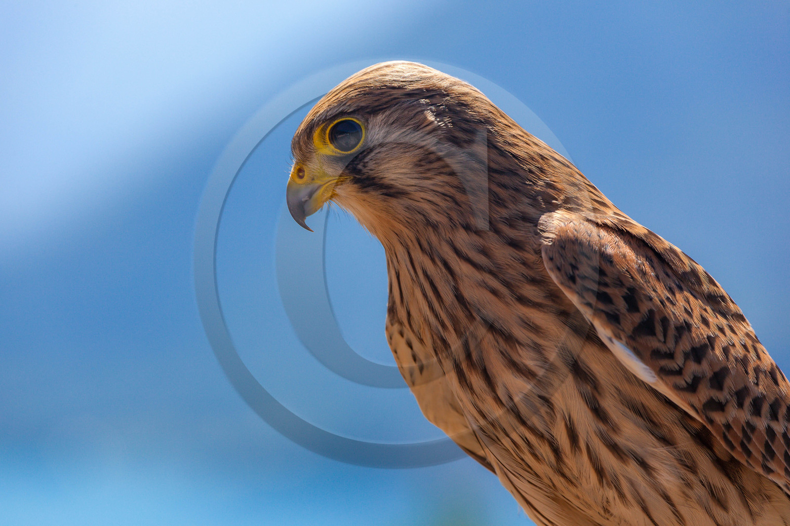 Parc animalier de Serre-Ponçon, Faucon crécerelle, Falco tinnunculus
