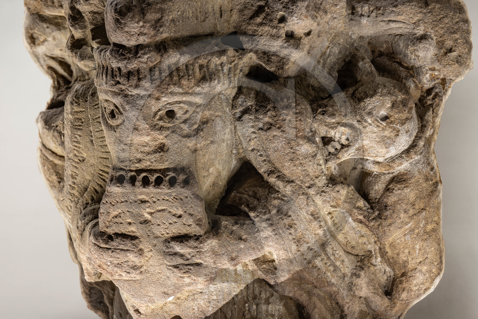 Gap, Musée Muséum départemental des Hautes-Alpes