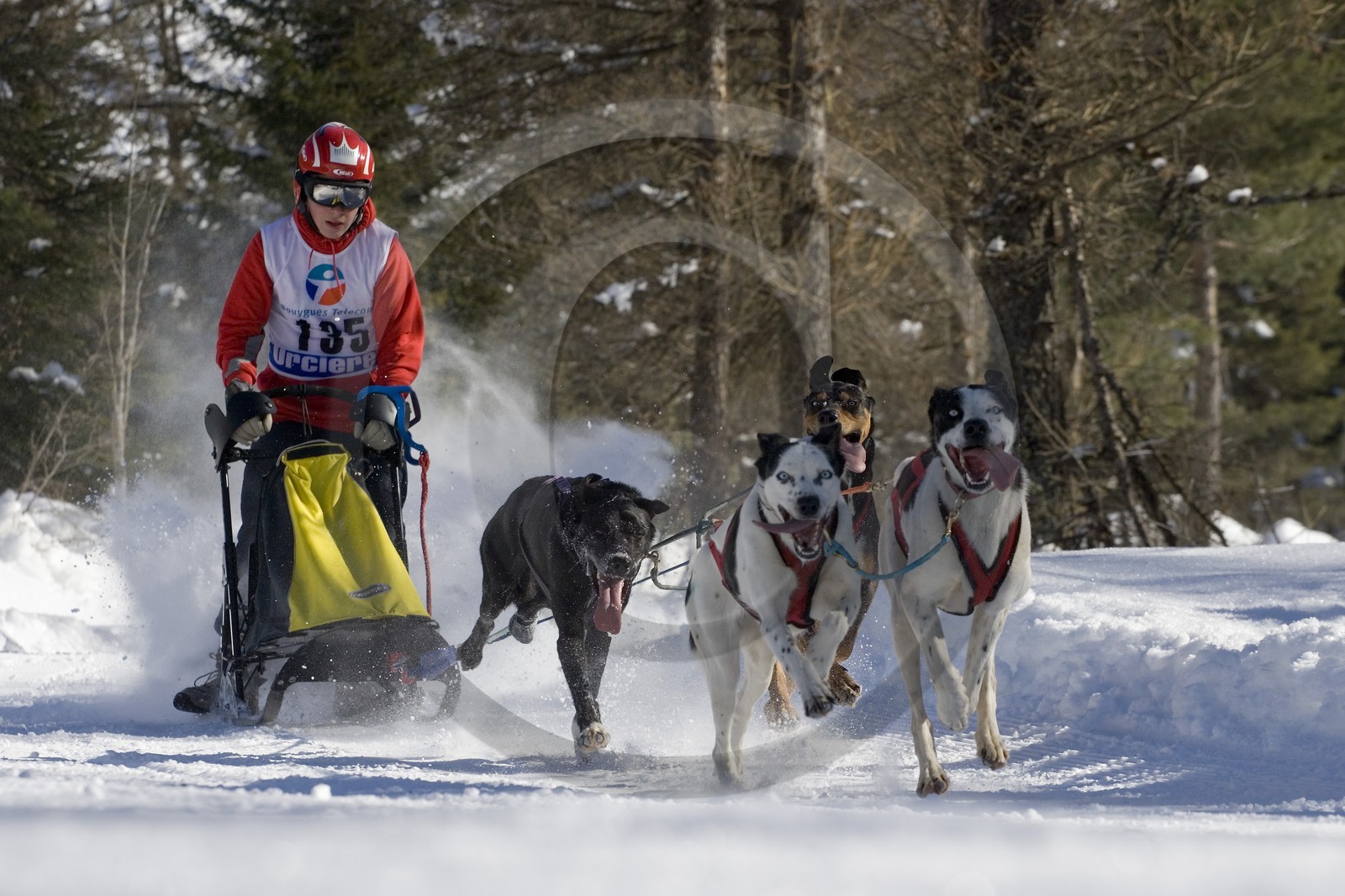 Chiens d'attelage