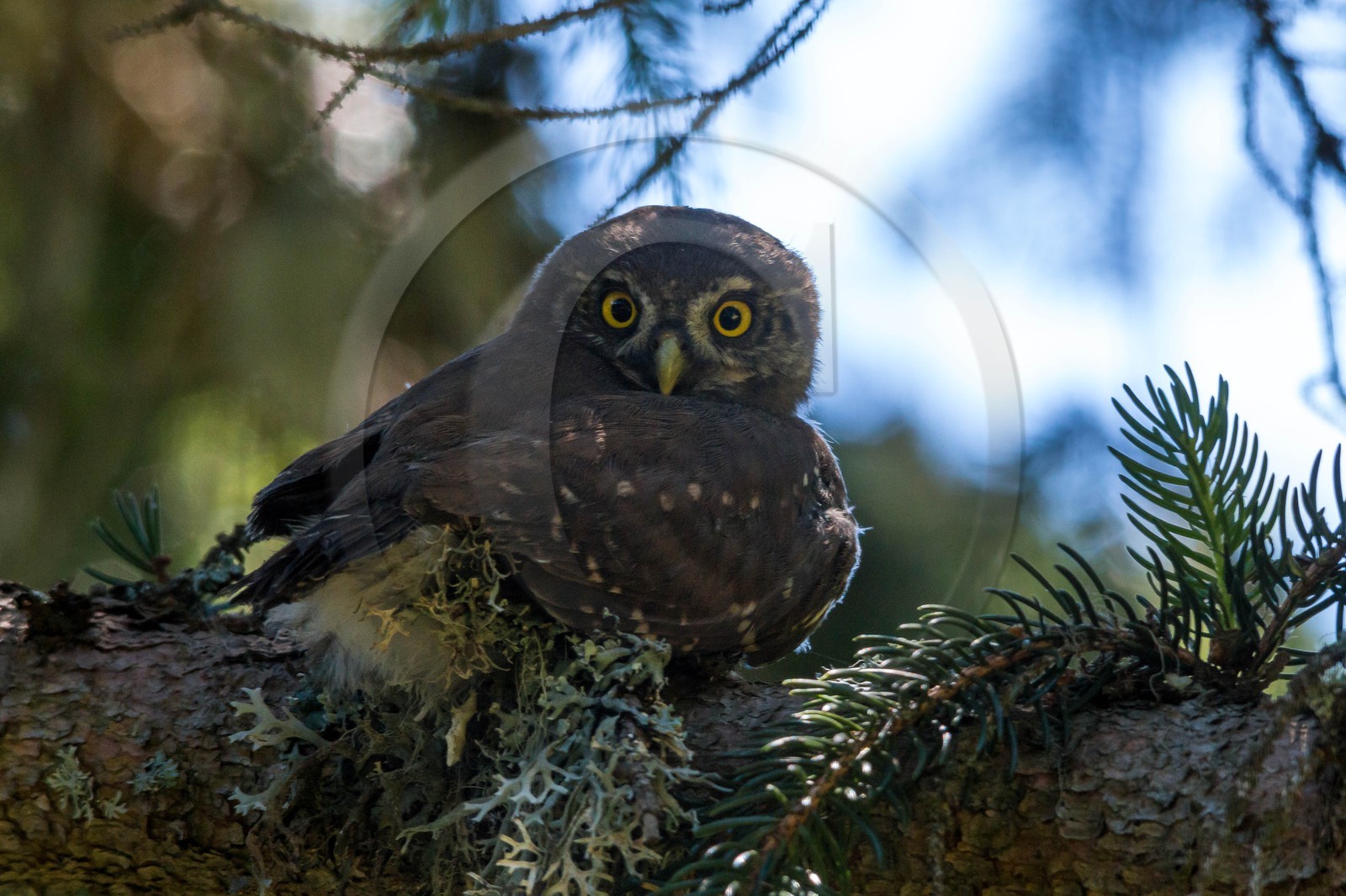 Bois du Chapitre, Chevêchette d'Europe