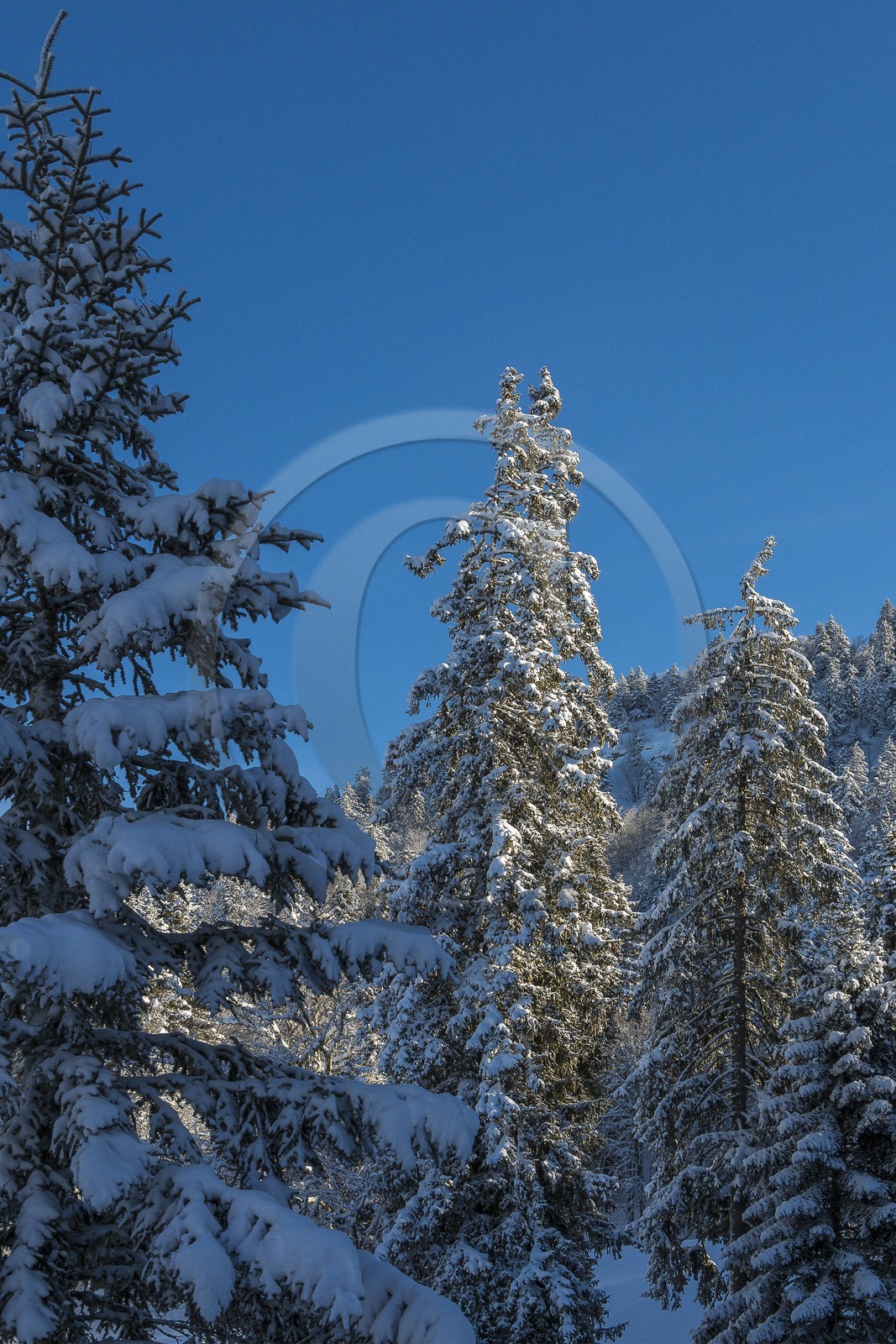 ENS de l'Isère, Plateau de la Molière et du Sornin