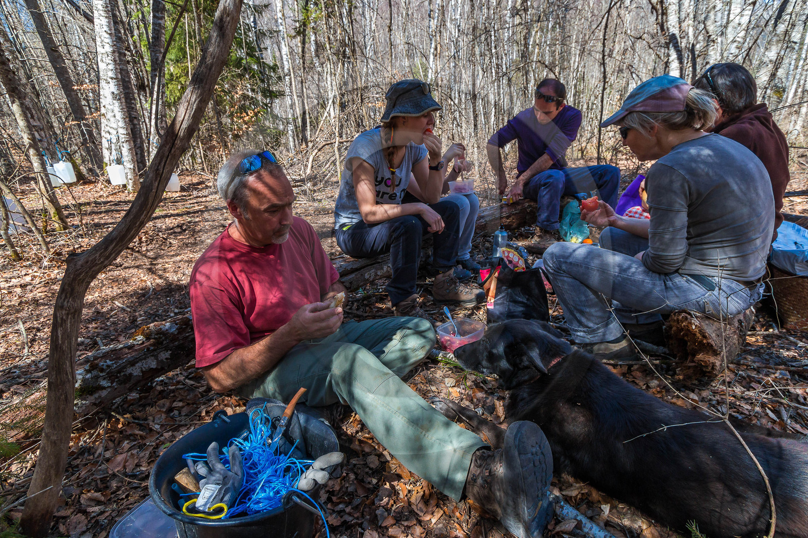 Récolte de sève de bouleau
