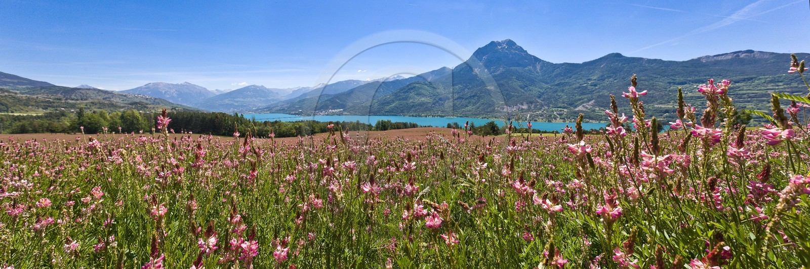 Lac de Serre-Ponçon, champs de luzerne et le Pic de Morgon