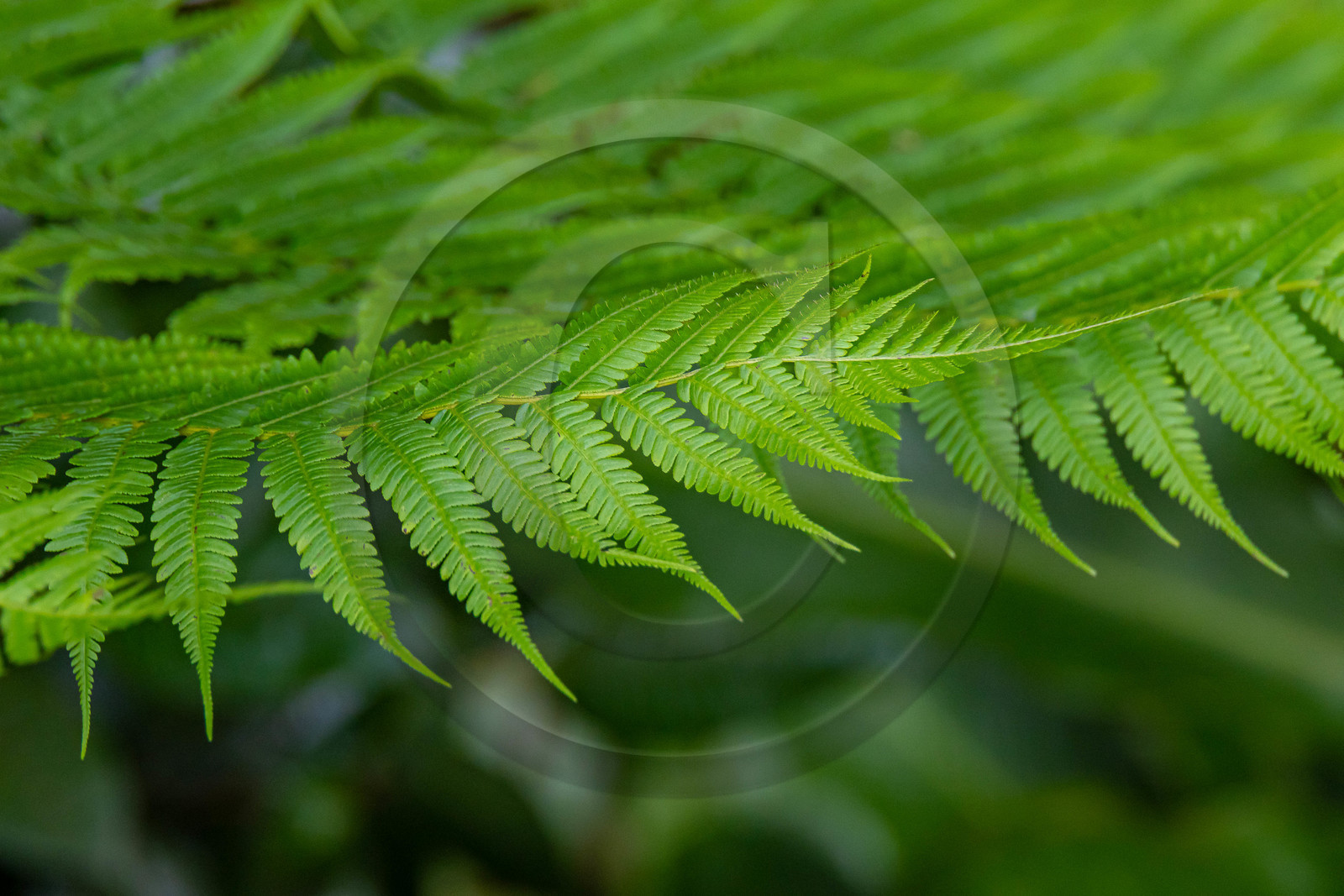 Forêt tropicale, Parc national de la Guadeloupe