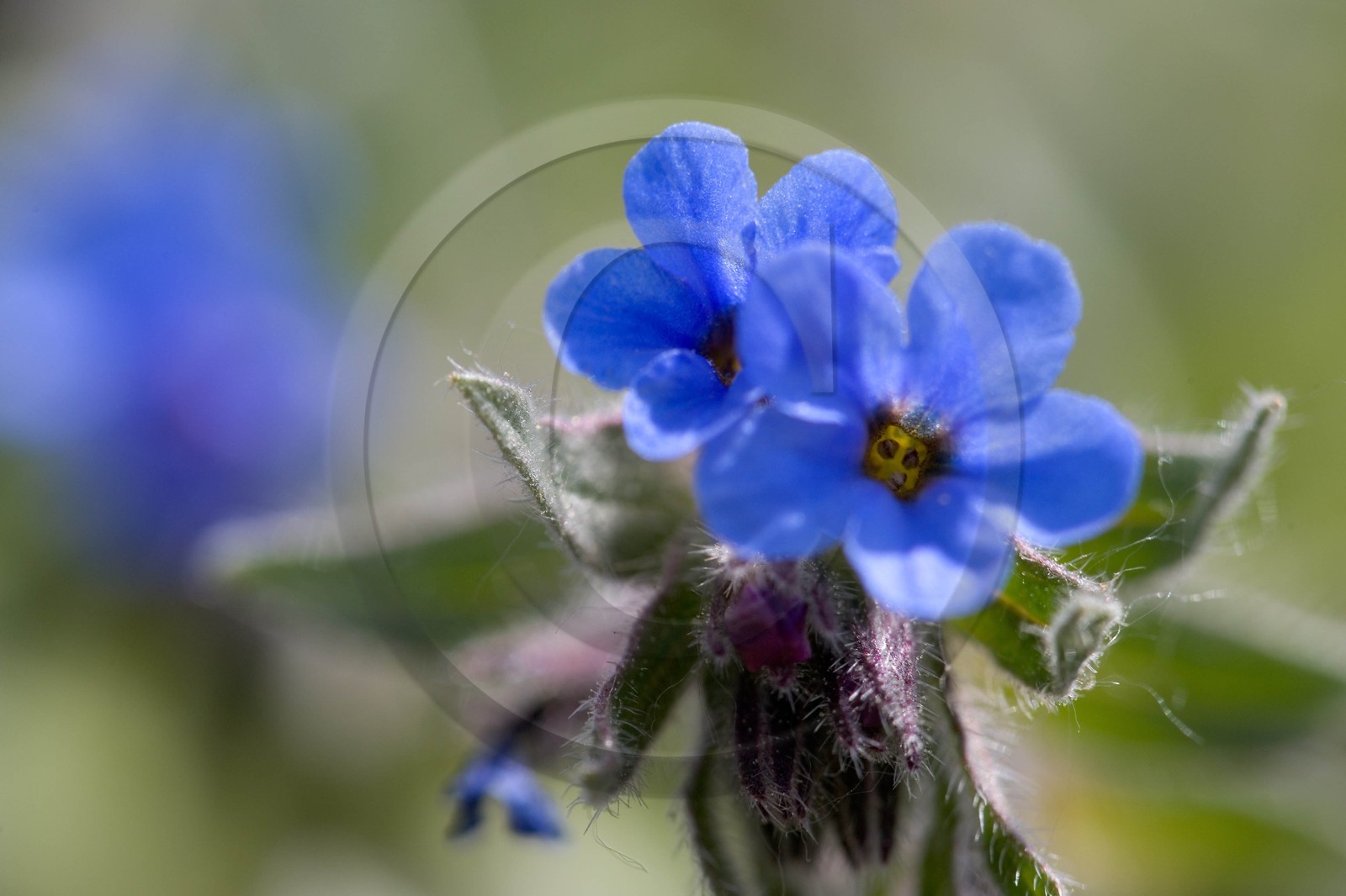 Orcanette des teinturiers, Alkanna tinctoria