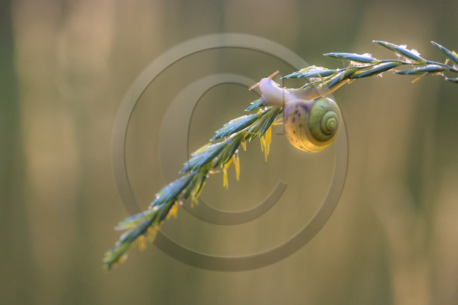 ENS de l'Isère, , le méandre des Oves
