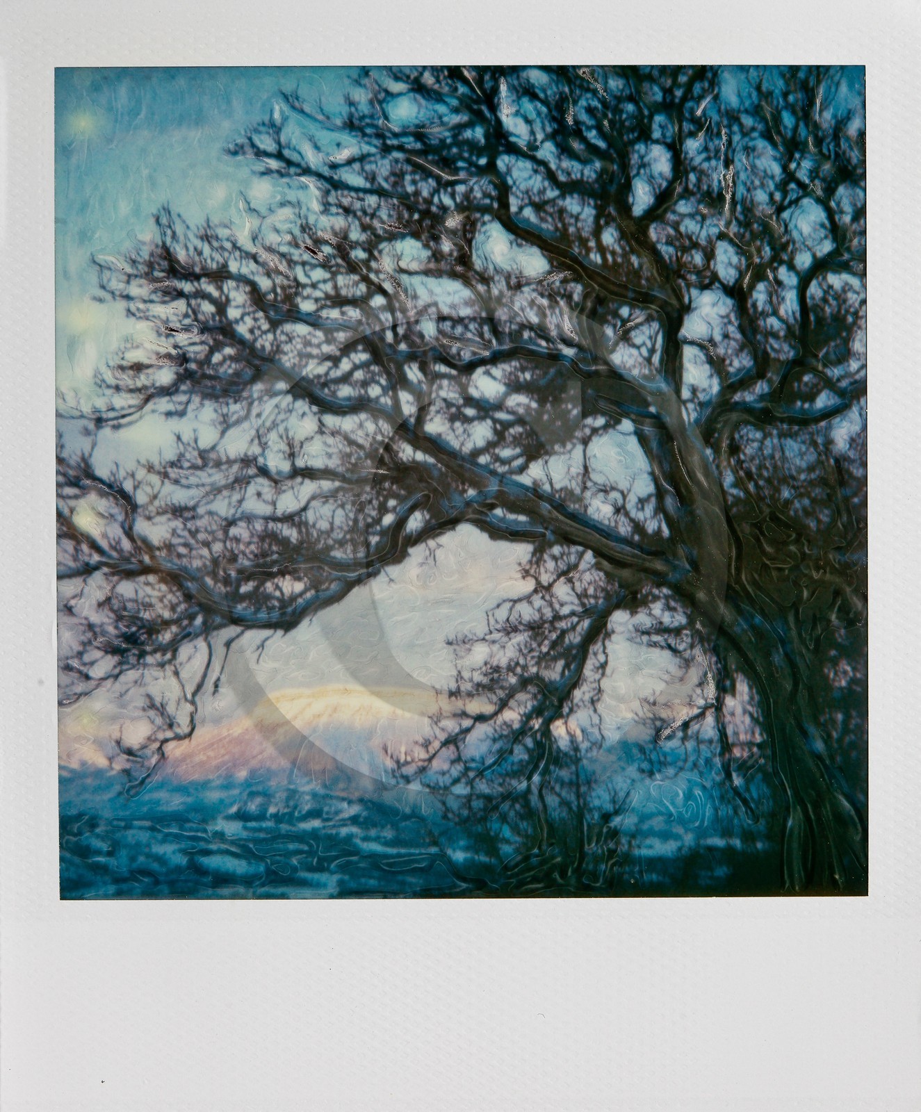 Exposition Arbres et petites forêts, éloge de la biodiversité