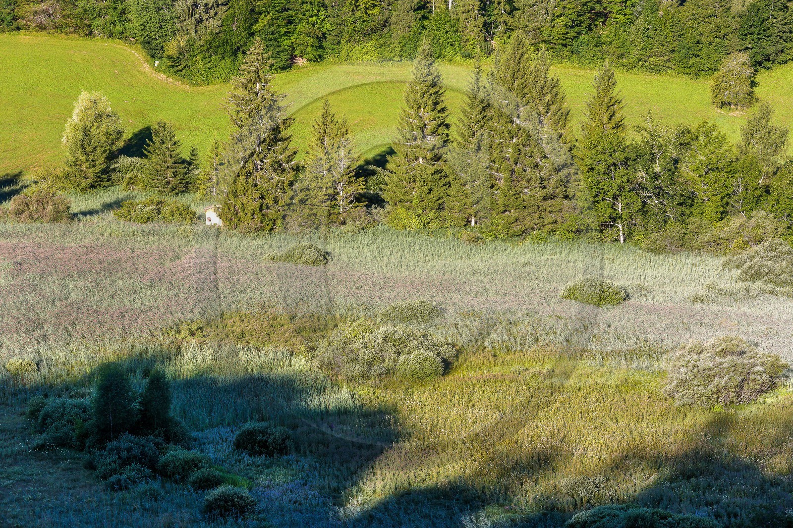 ENS de l'Isère, Marais des Sagnes