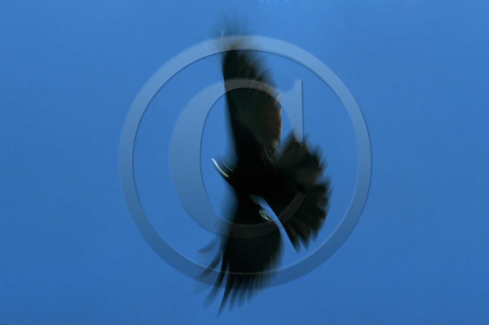 Chocard à bec jaune, Pyrrhocorax graculus
