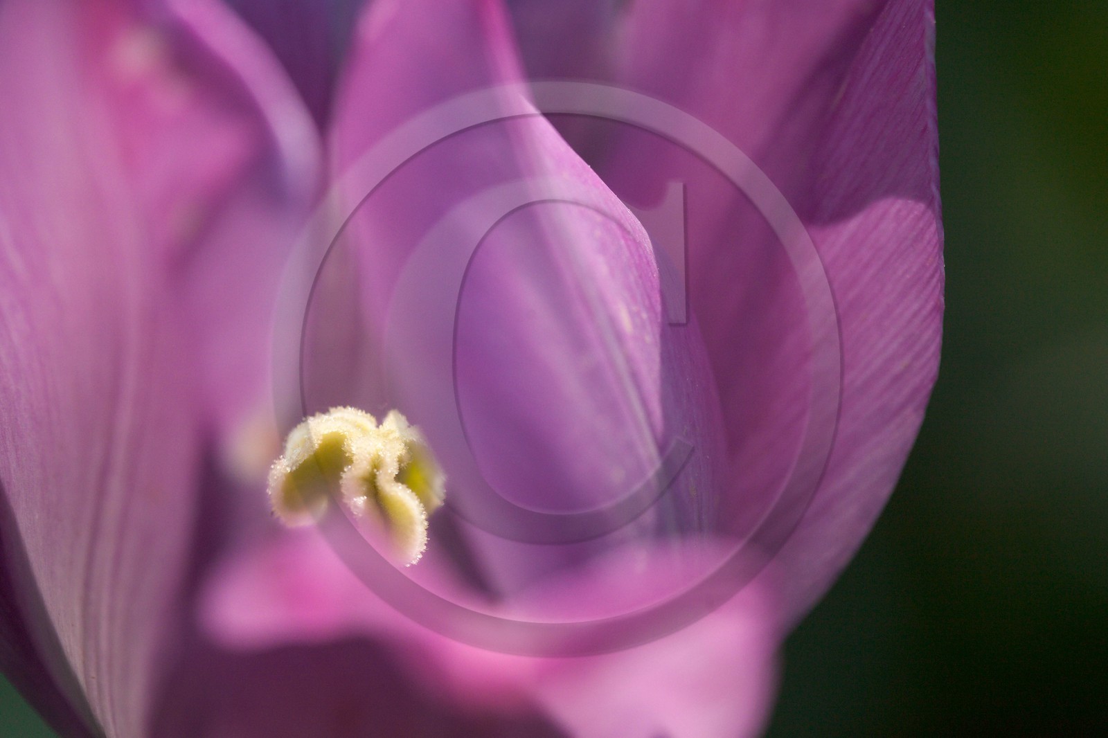 Tulipe de Guillestre, Tulipa platystigma