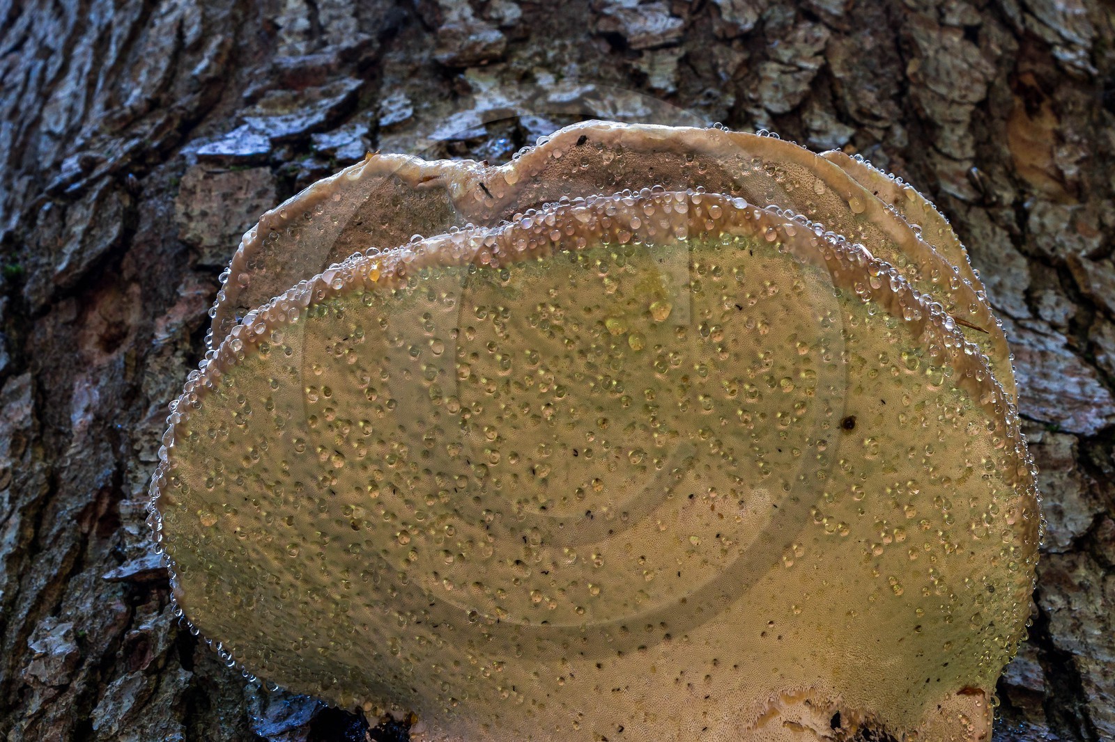 Bois du Chapitre, forêt domaniale de Gap-Chaudun