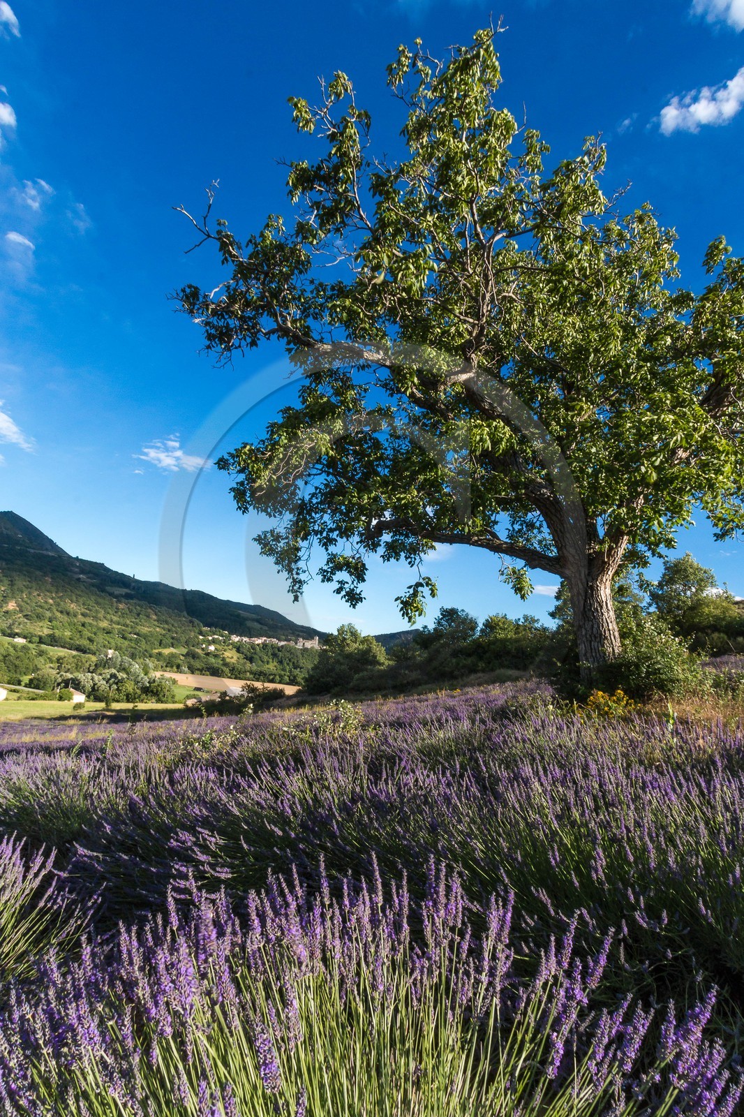 vallée des Duyes, Thoard