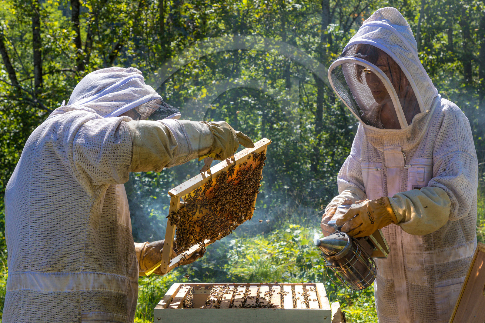Margaux et Didier Pissard, apiculteurs