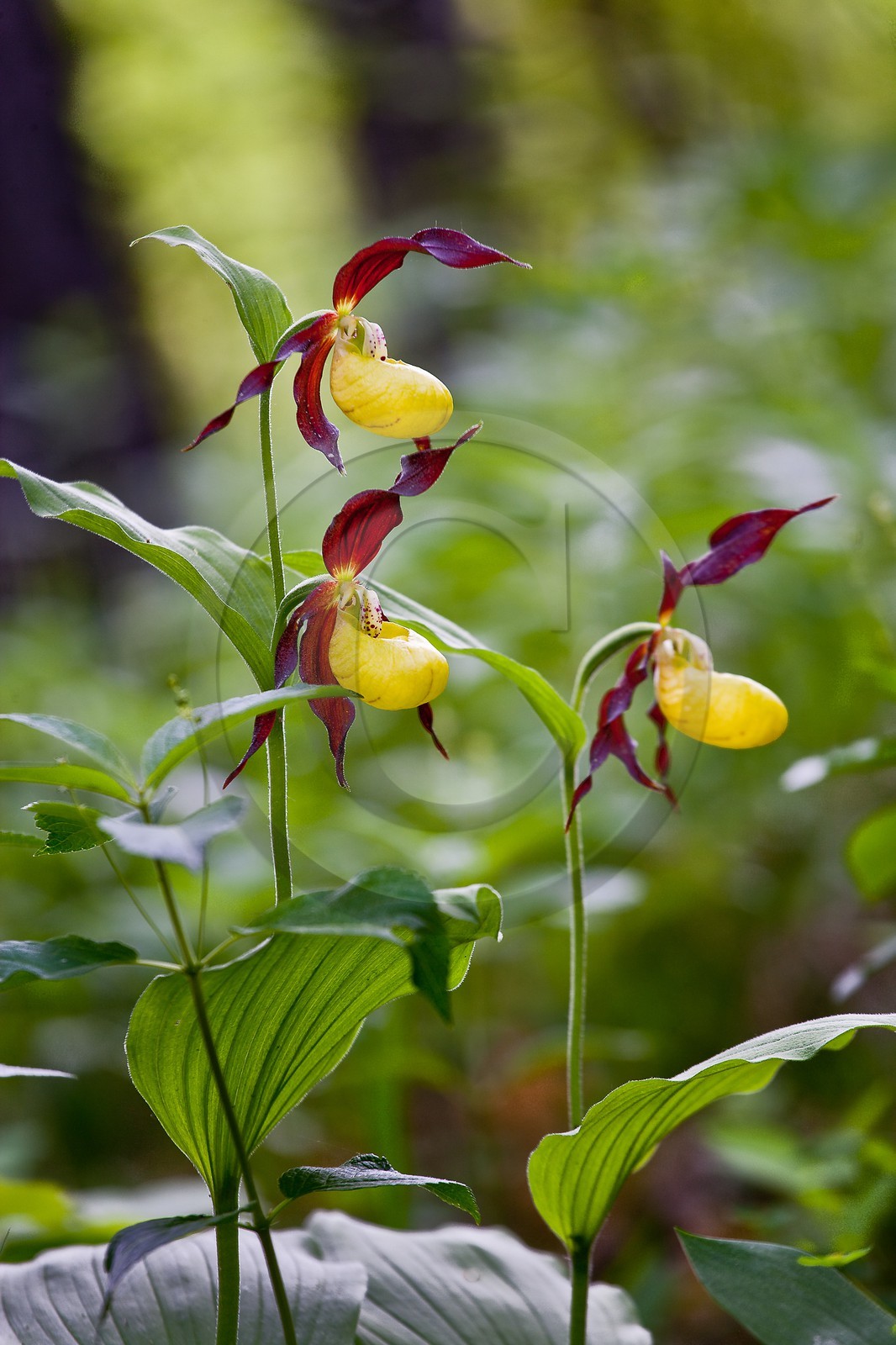 Sabot de Vénus, Cypripedium calceolus